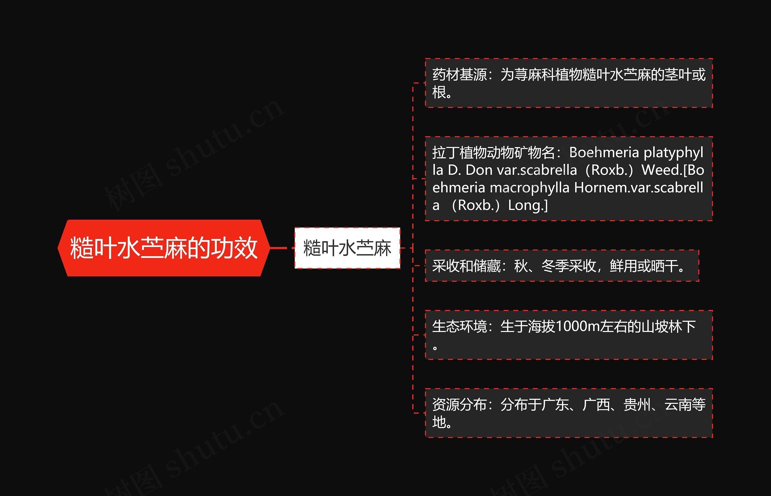 糙叶水苎麻的功效思维导图