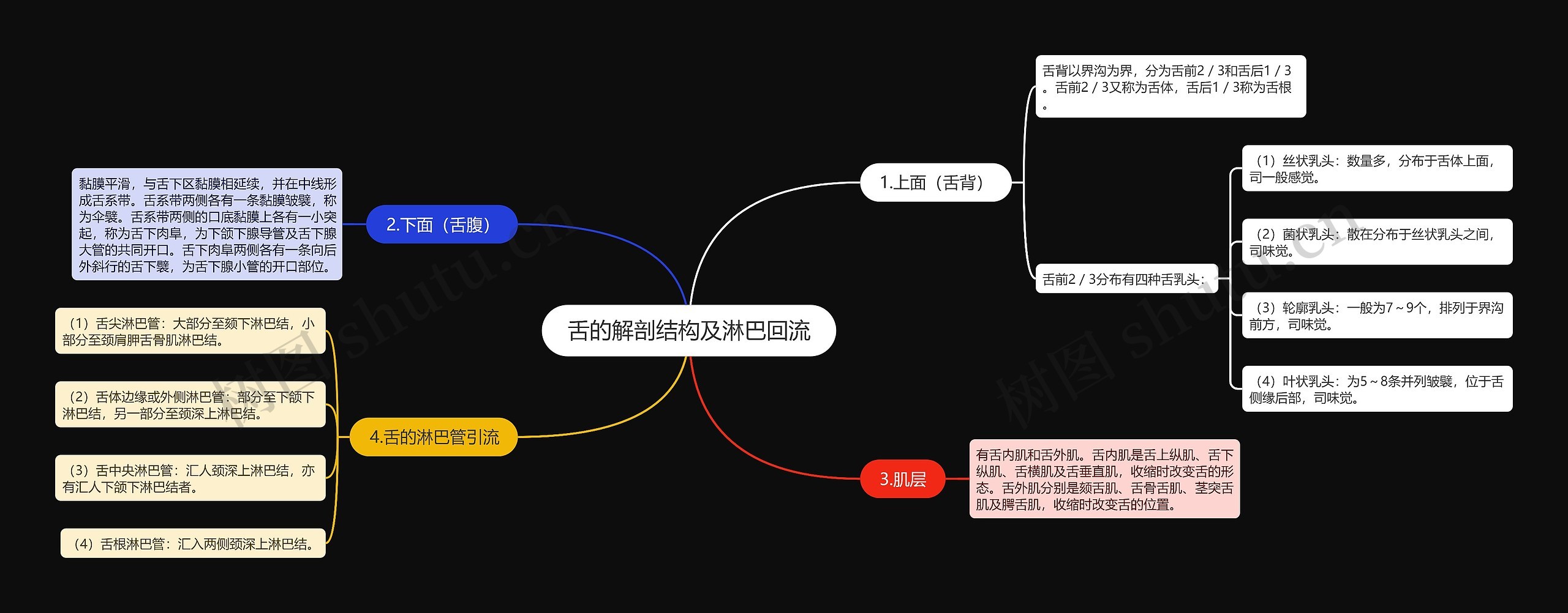 舌的解剖结构及淋巴回流思维导图