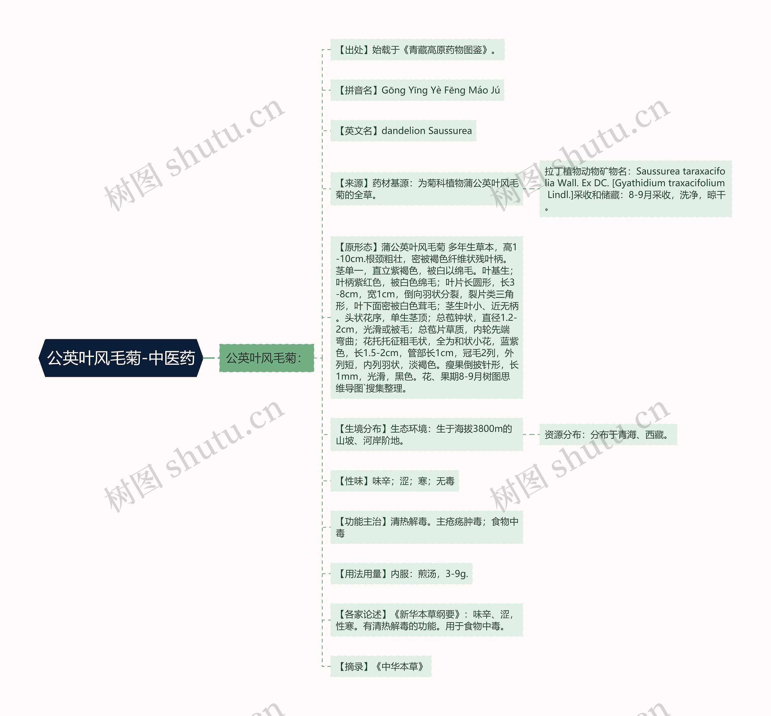 公英叶风毛菊-中医药思维导图