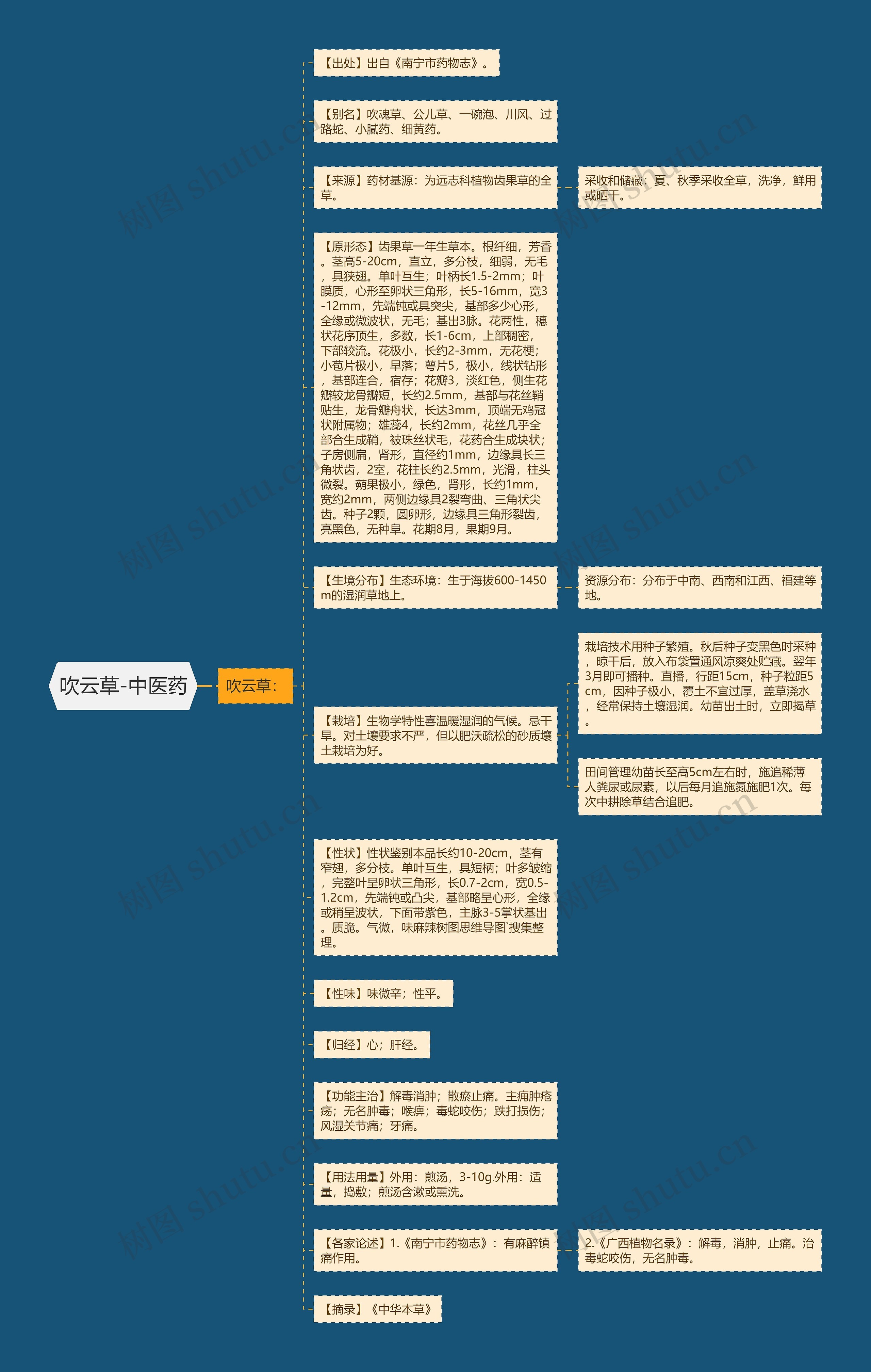吹云草-中医药思维导图