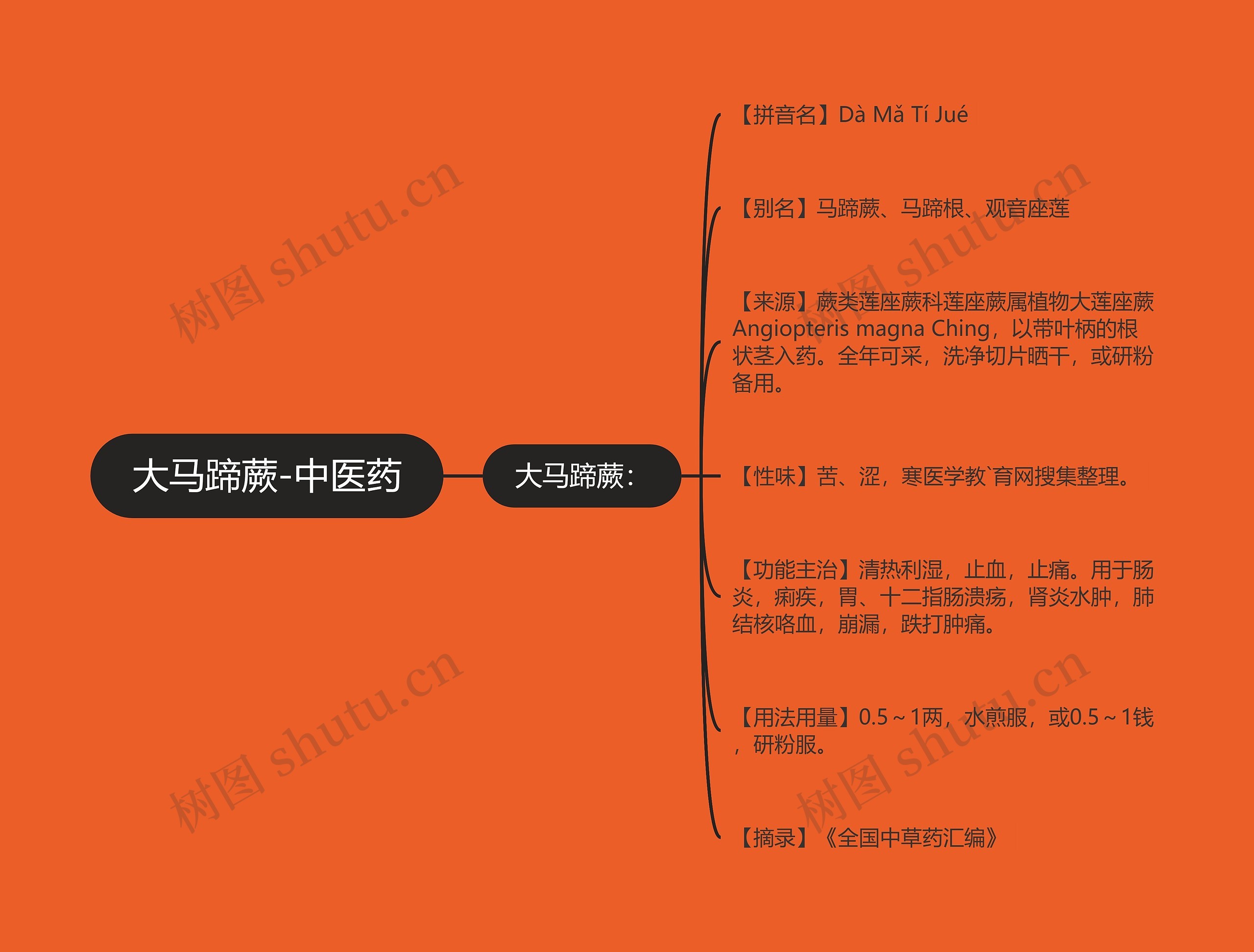 大马蹄蕨-中医药思维导图