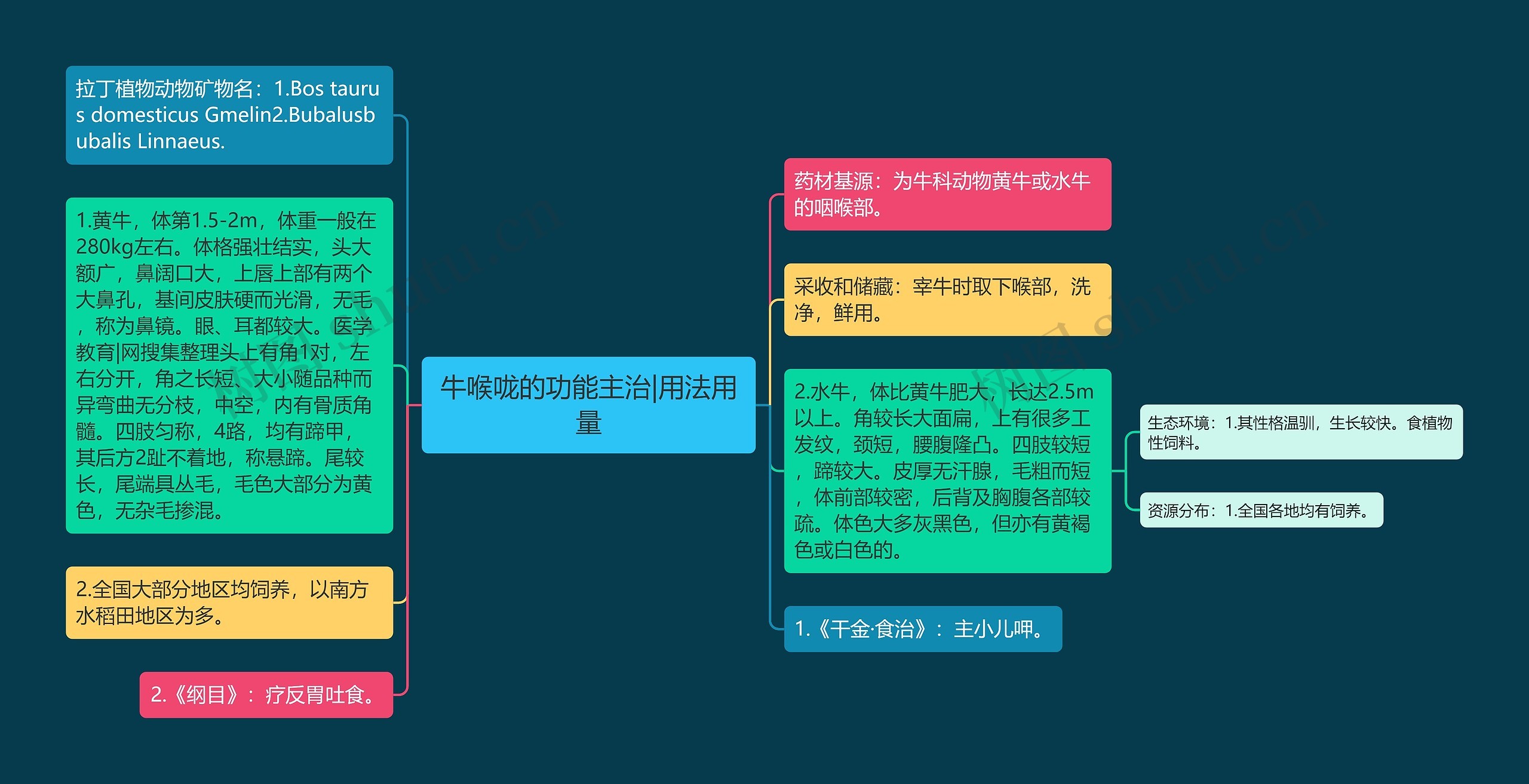 牛喉咙的功能主治|用法用量