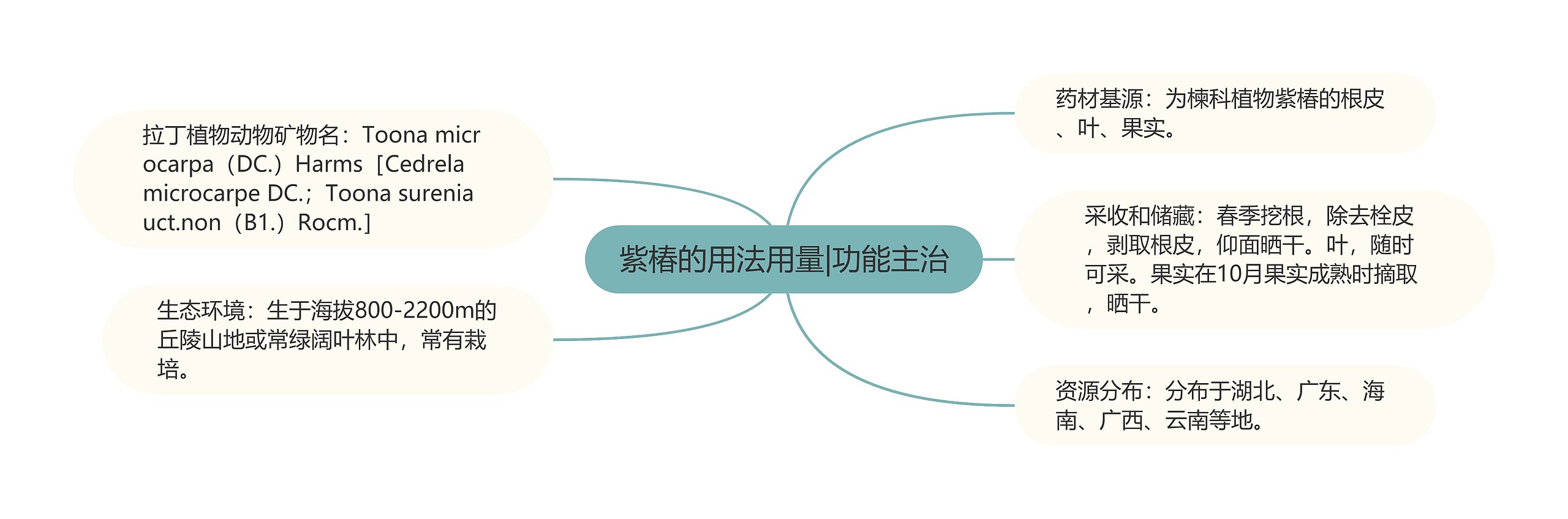 紫椿的用法用量|功能主治