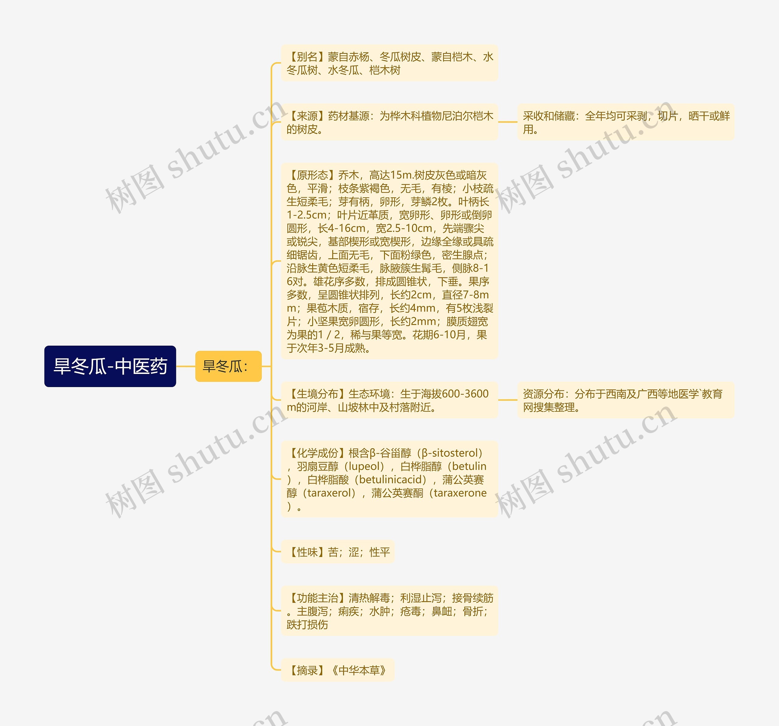 旱冬瓜-中医药 旱冬瓜-中医药