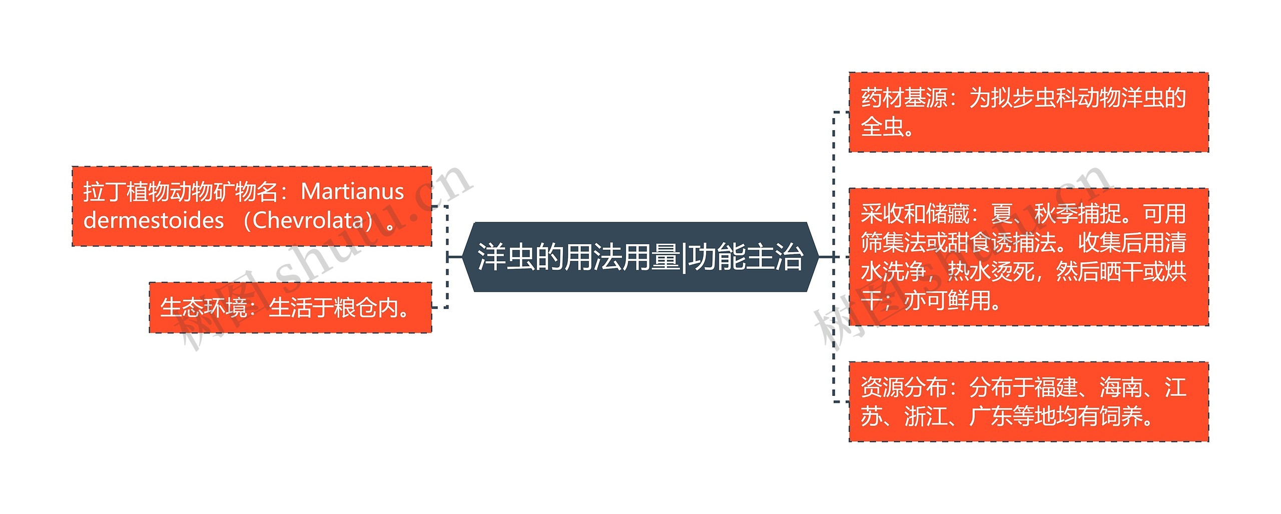 洋虫的用法用量|功能主治思维导图