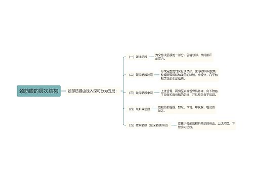 颈筋膜的层次结构