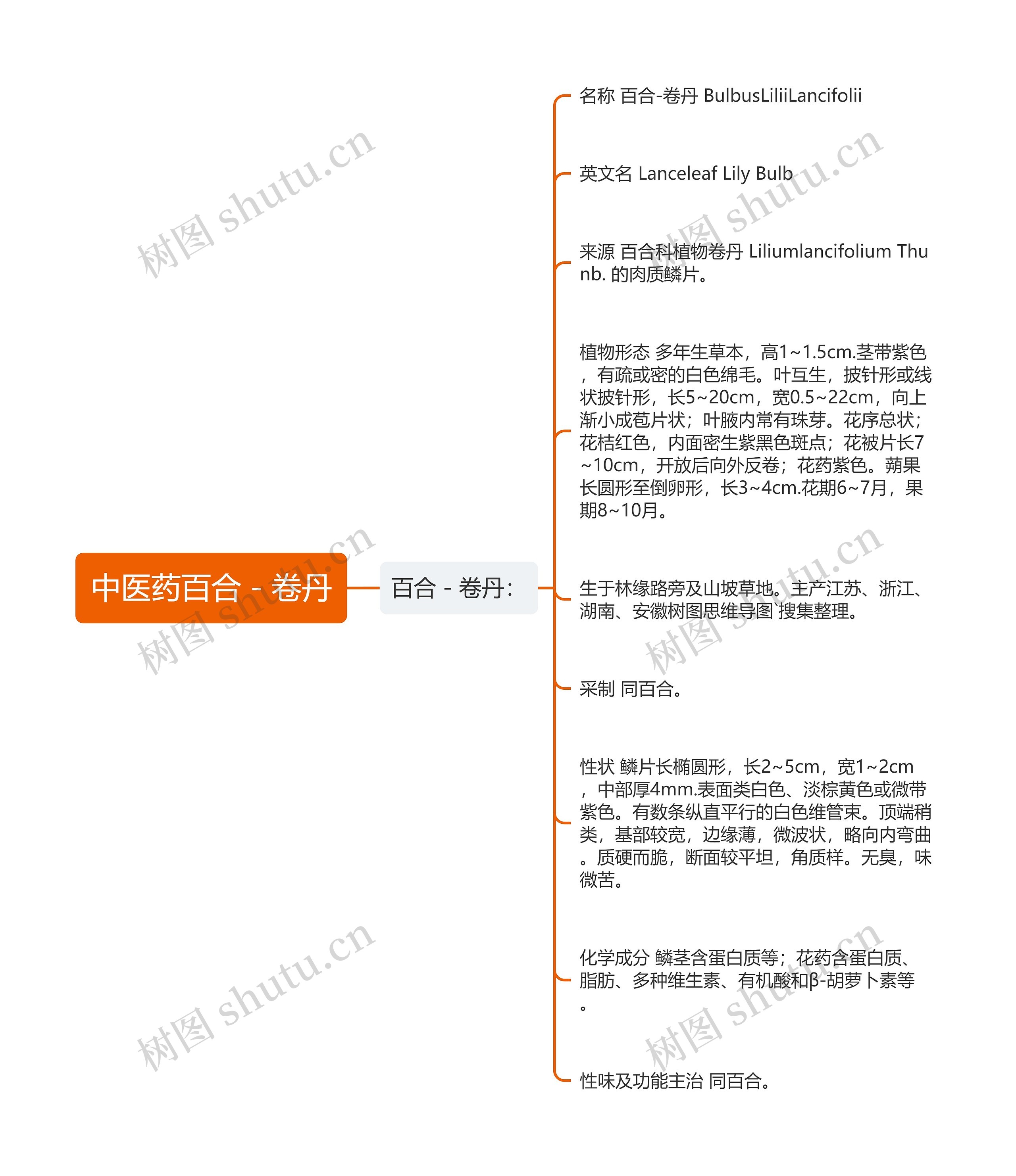 中医药百合-卷丹 中医药百合-卷丹