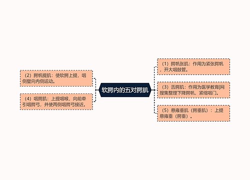 软腭内的五对腭肌