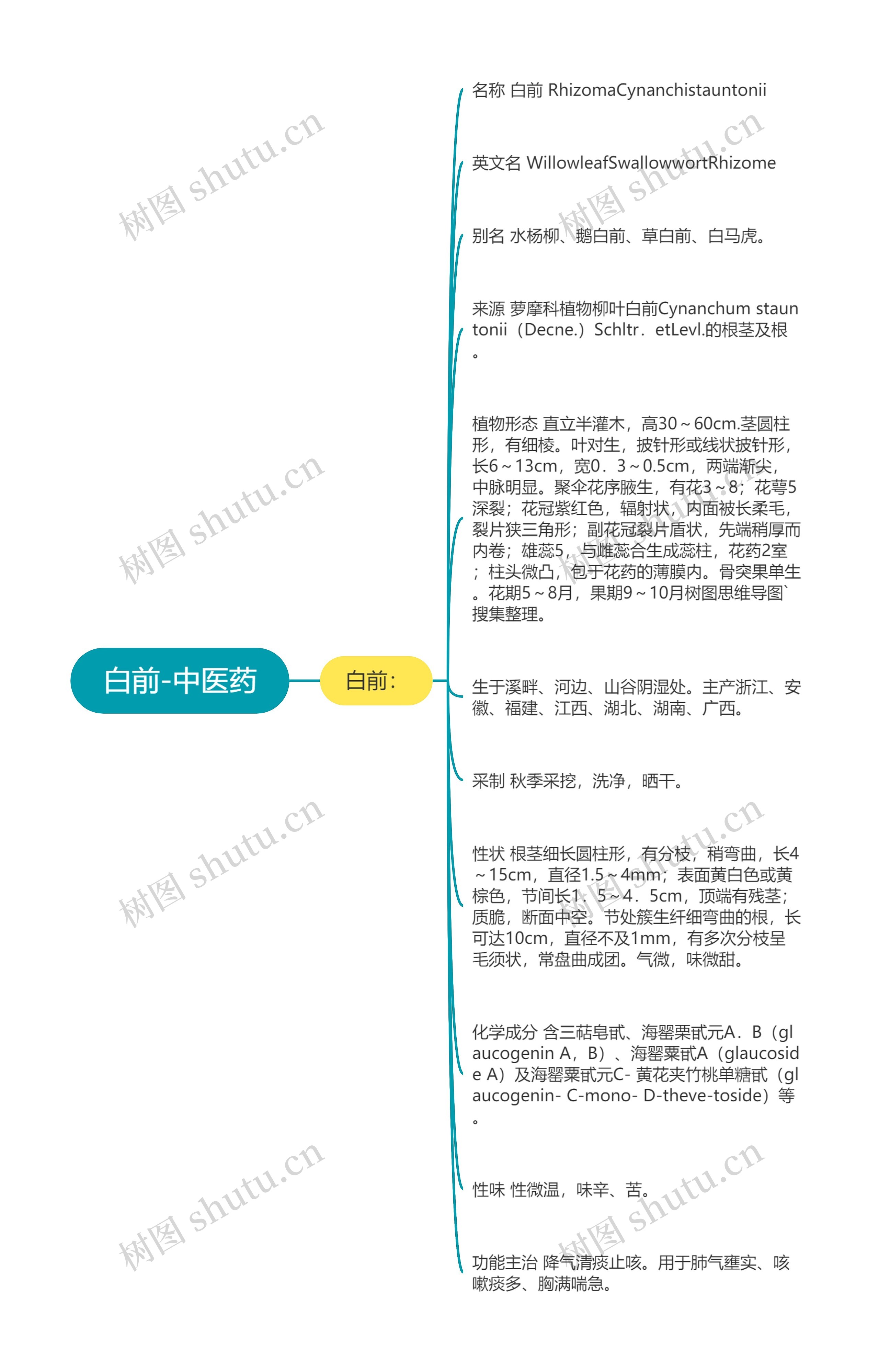 白前-中医药思维导图