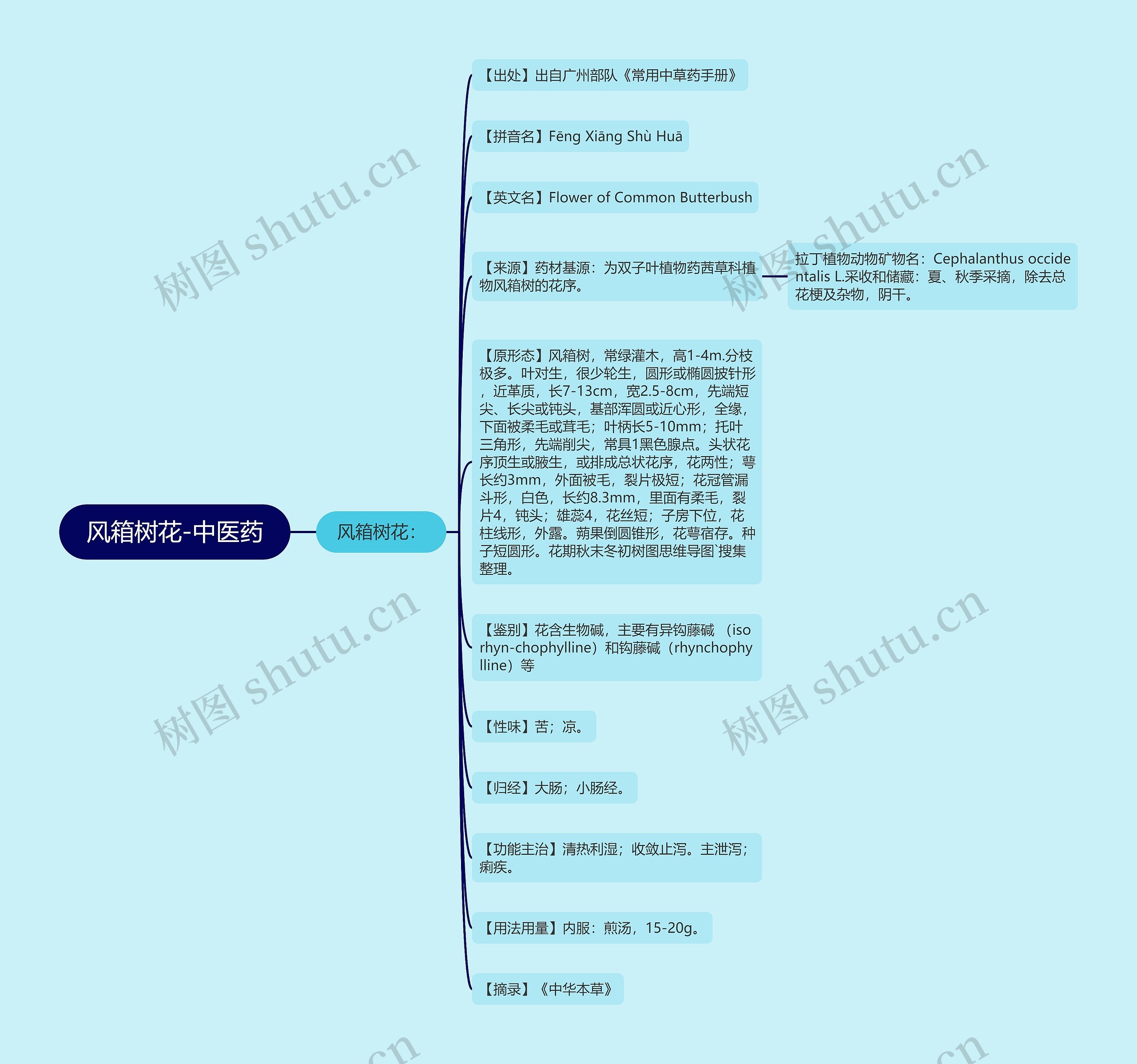 风箱树花-中医药思维导图