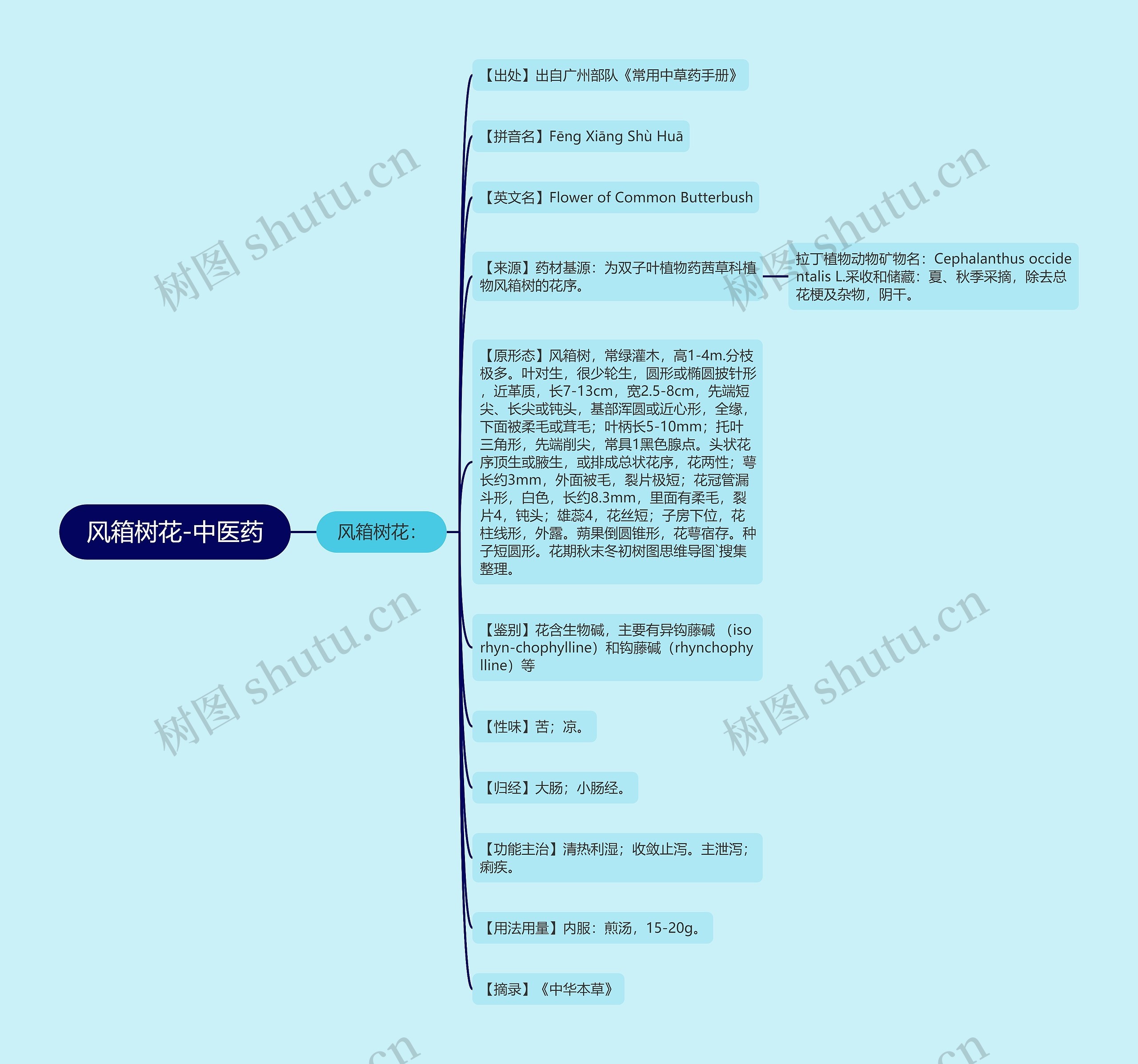 风箱树花-中医药 风箱树花-中医药
