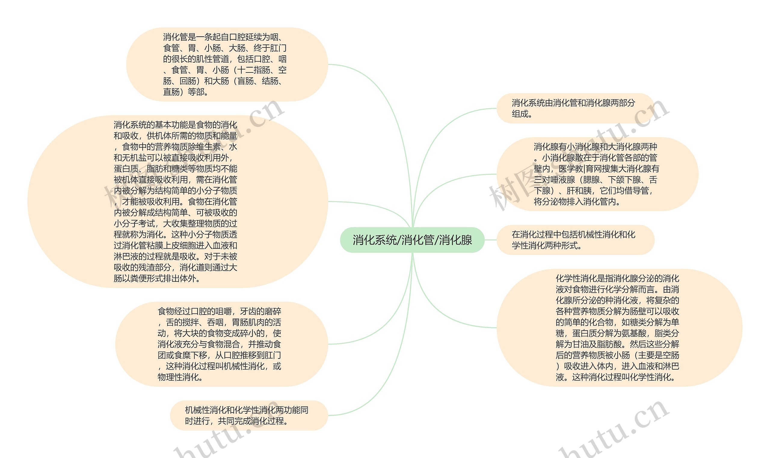 消化系统/消化管/消化腺思维导图