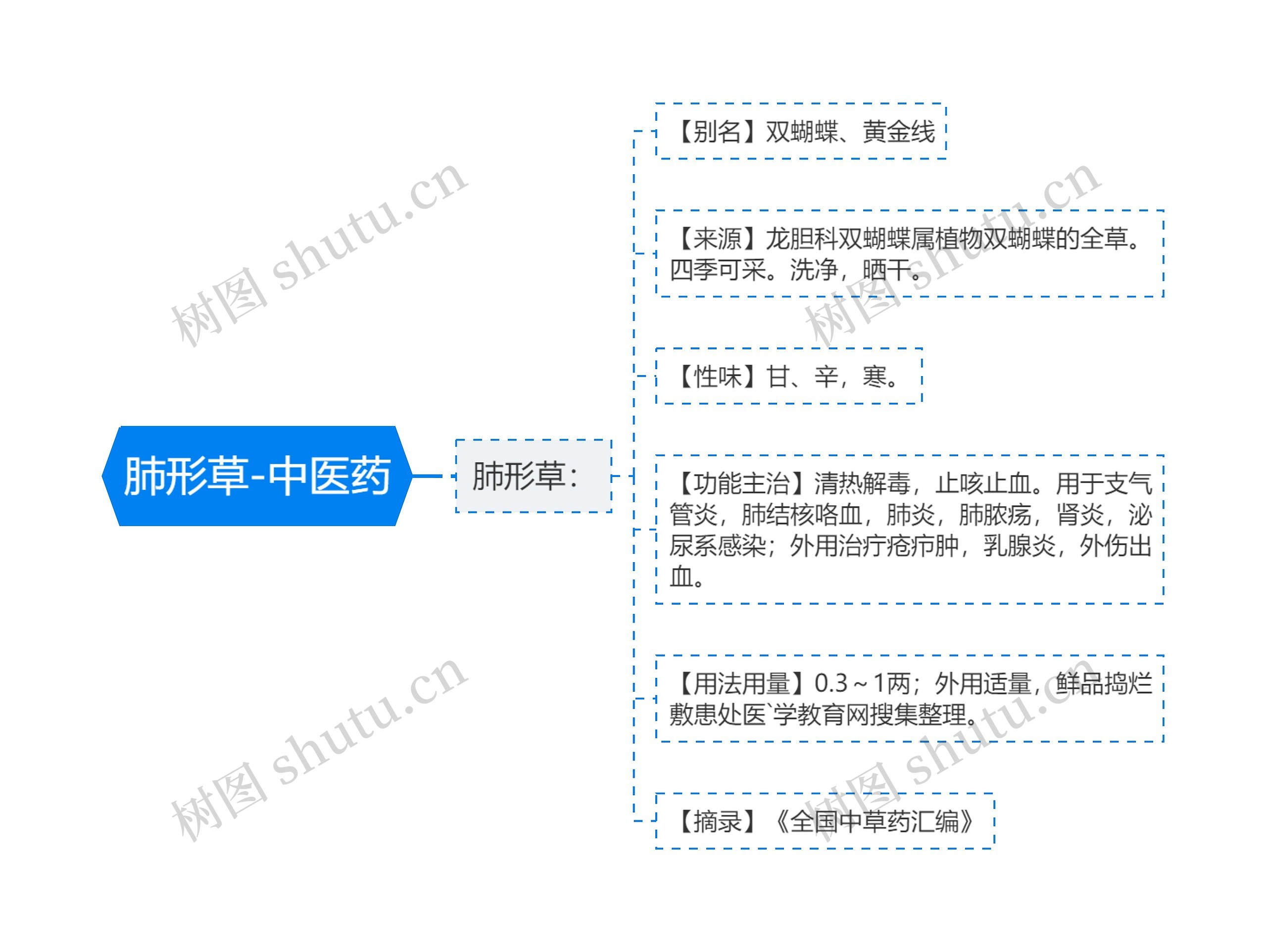 肺形草-中医药 肺形草-中医药