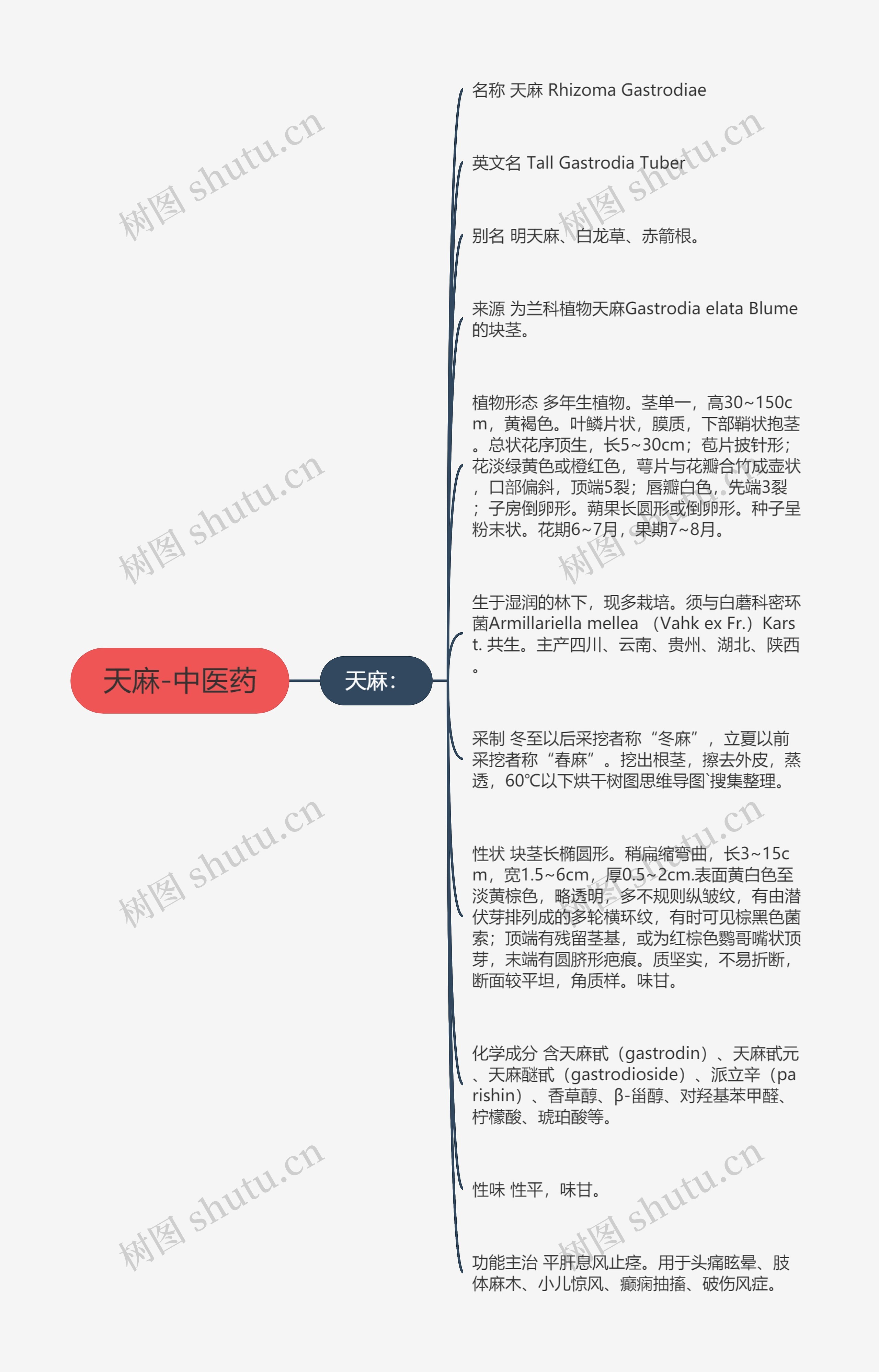 天麻-中医药思维导图