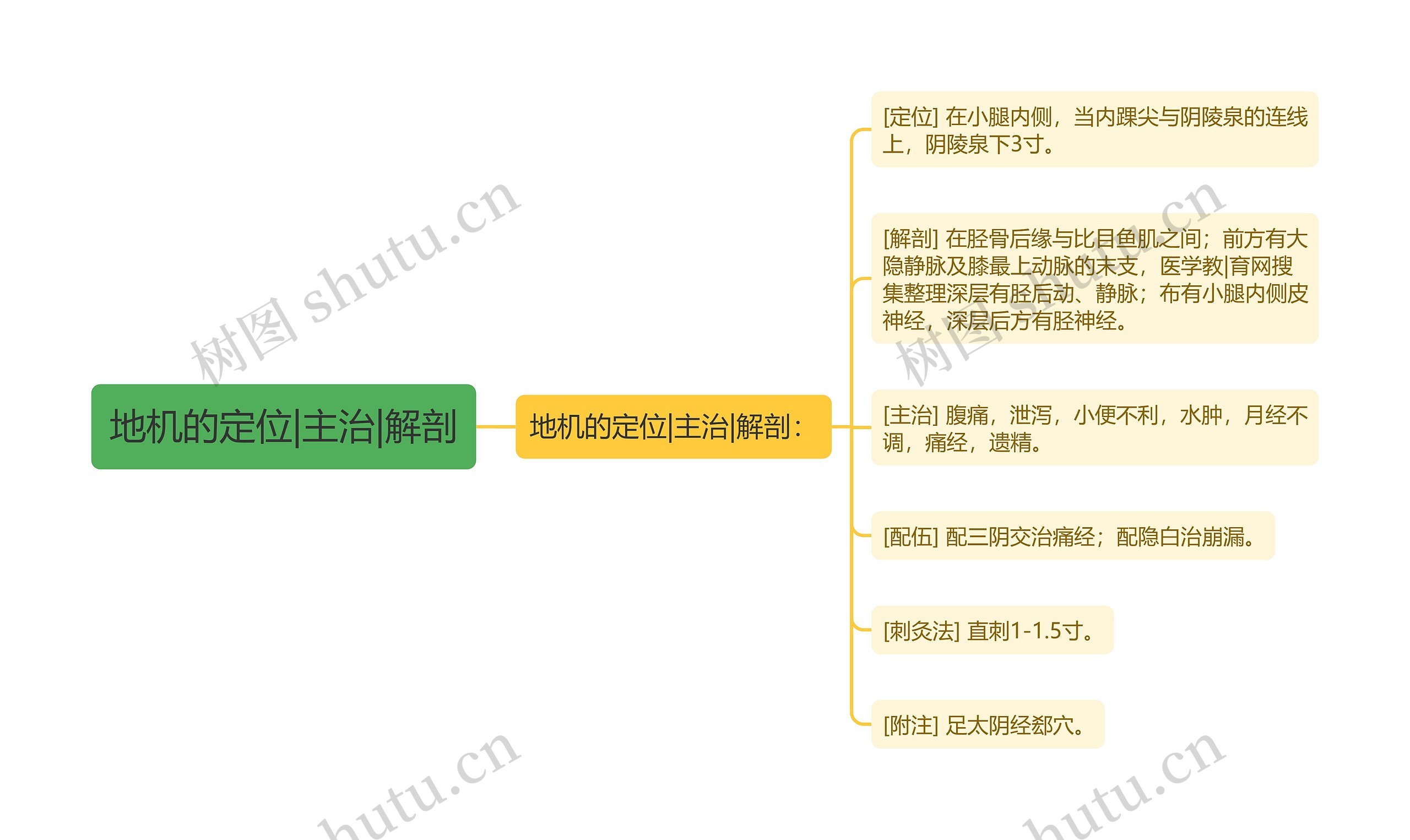 地机的定位|主治|解剖思维导图