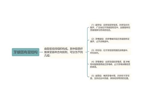 牙龈固有层结构