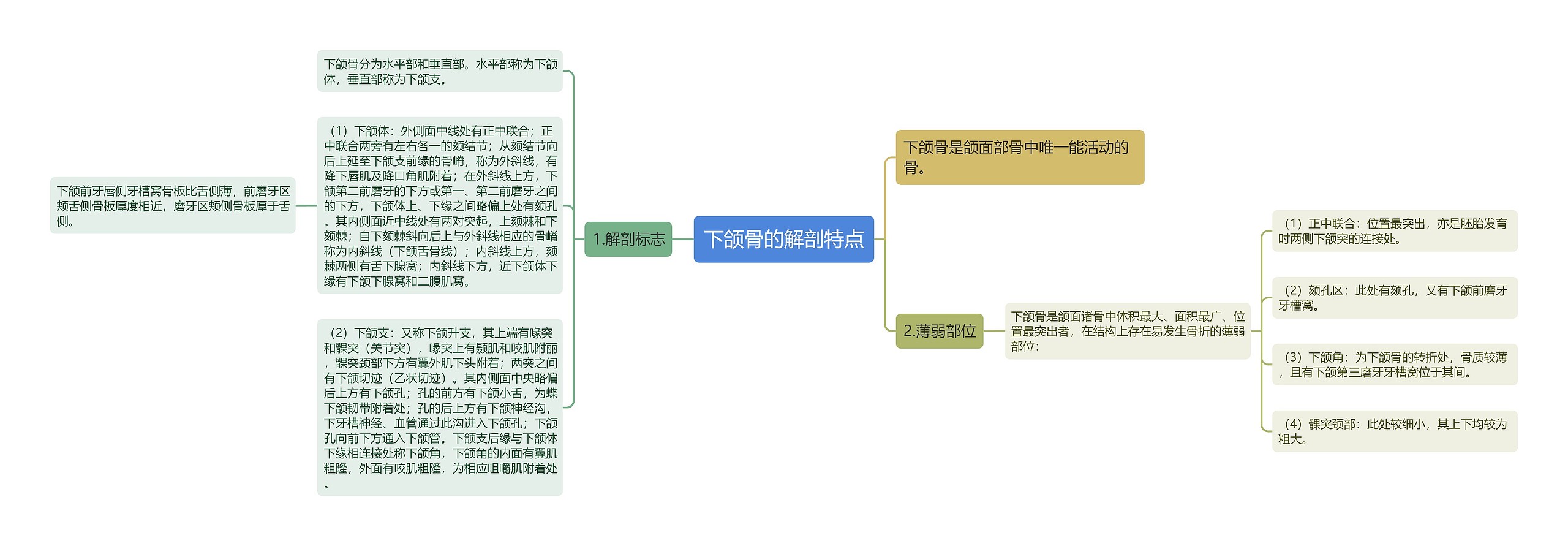 下颌骨的解剖特点