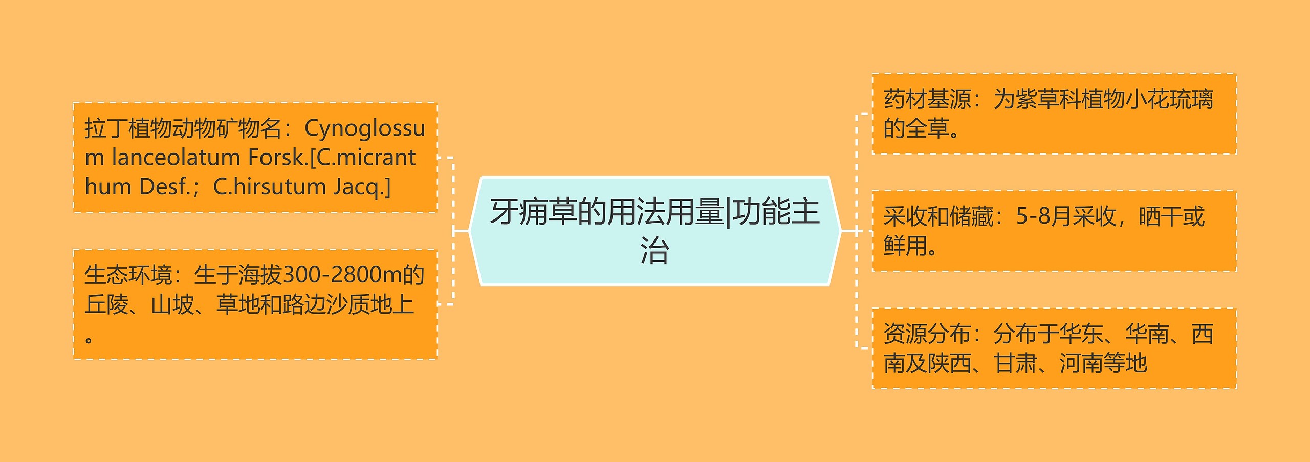 牙痈草的用法用量|功能主治 牙痈草的用法用量|功能主治