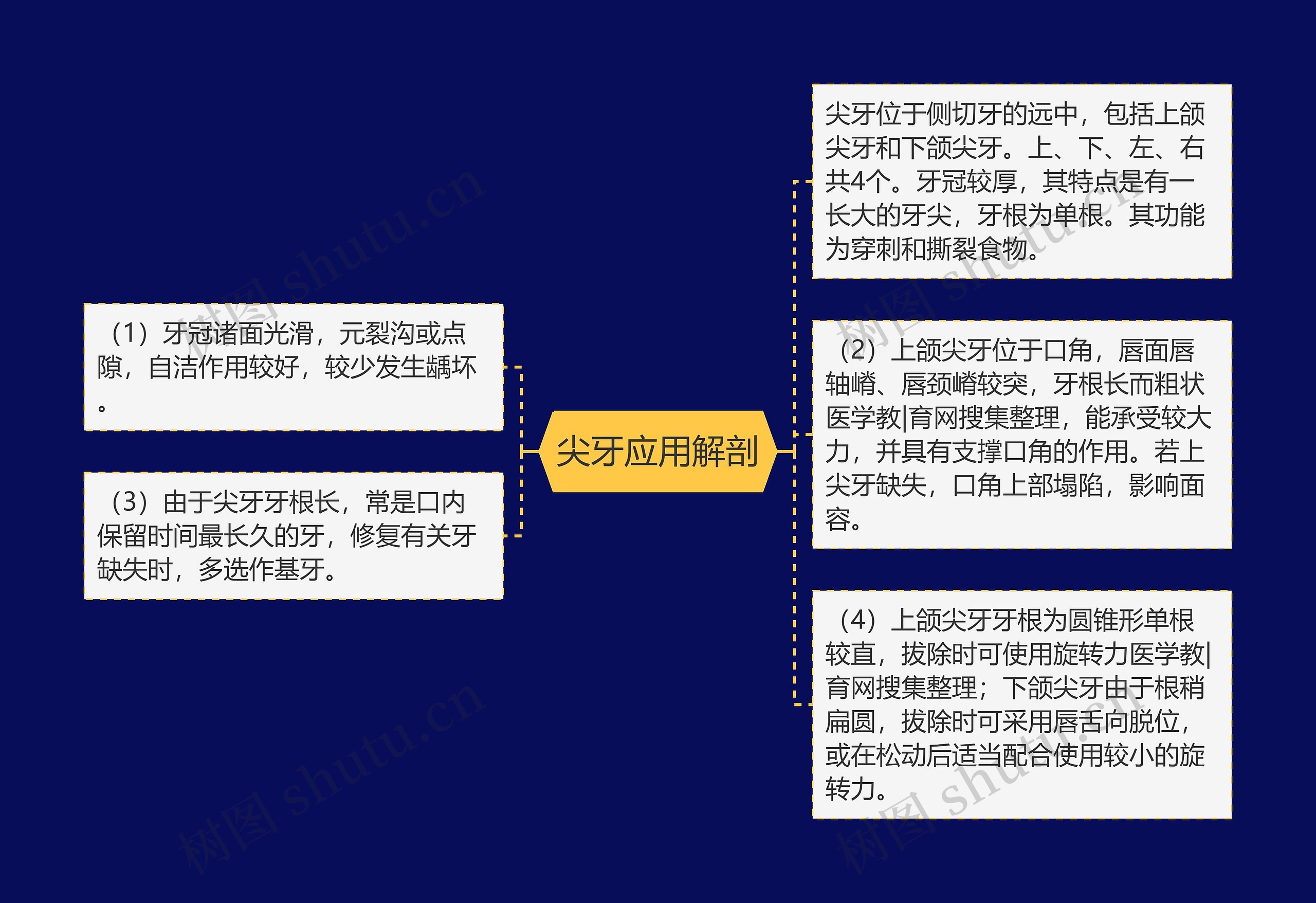 尖牙应用解剖思维导图高清图 尖牙应用解剖思维导图