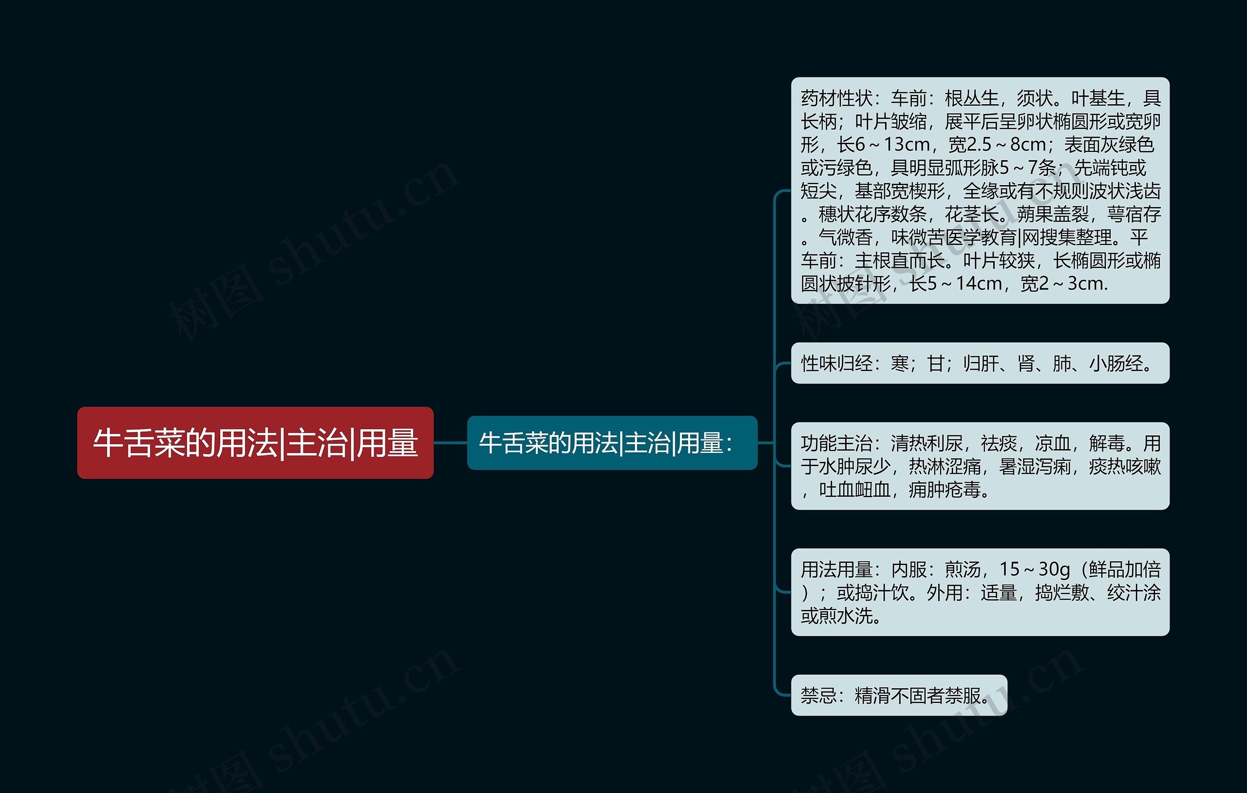 牛舌菜的用法|主治|用量 牛舌菜的用法|主治|用量