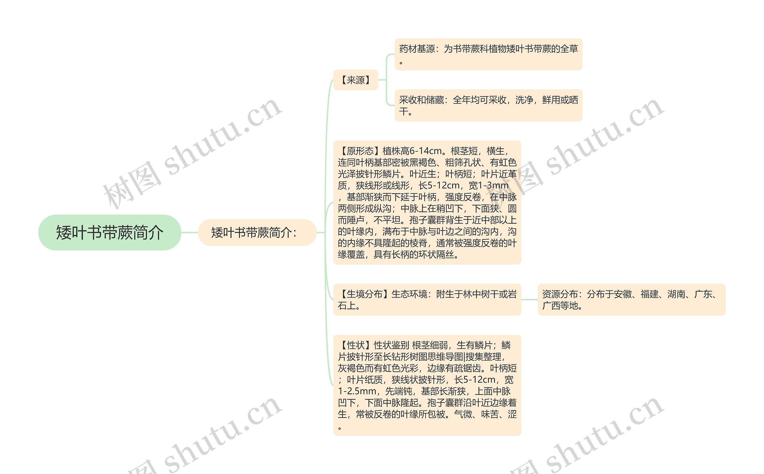 矮叶书带蕨简介思维导图