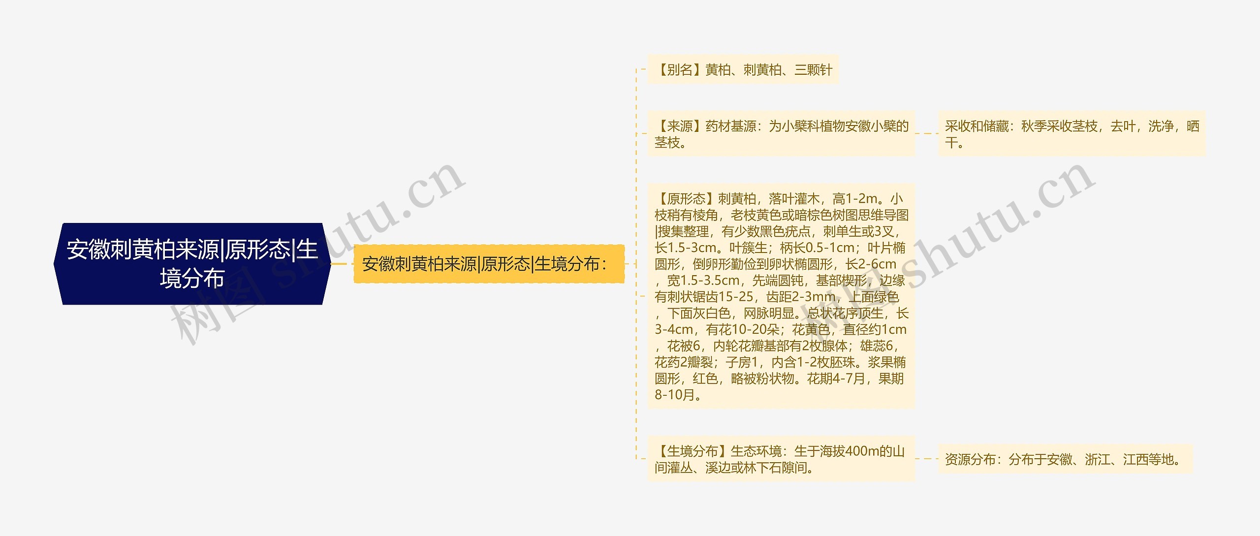 安徽刺黄柏来源|原形态|生境分布 安徽刺黄柏来源|原形态|生境分布