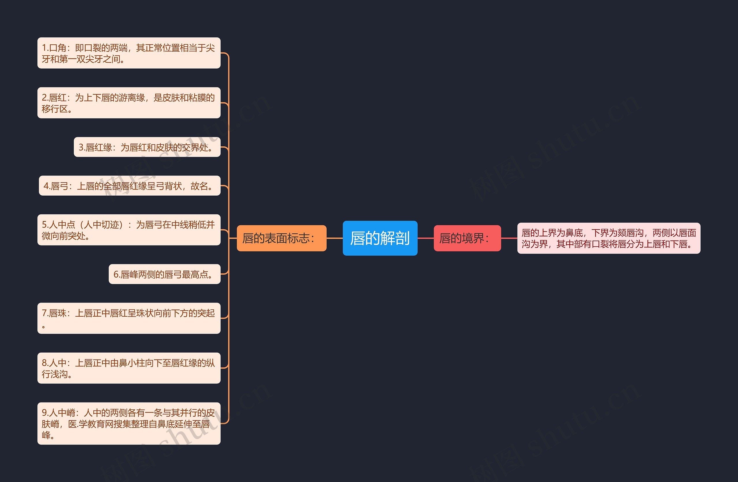 唇的解剖思维导图