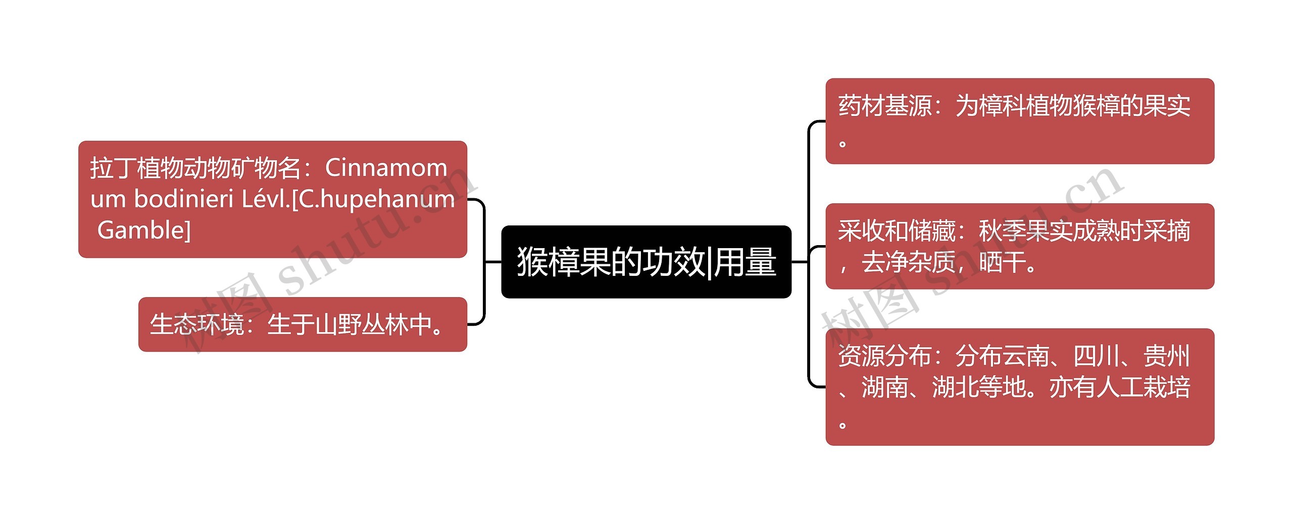 猴樟果的功效|用量