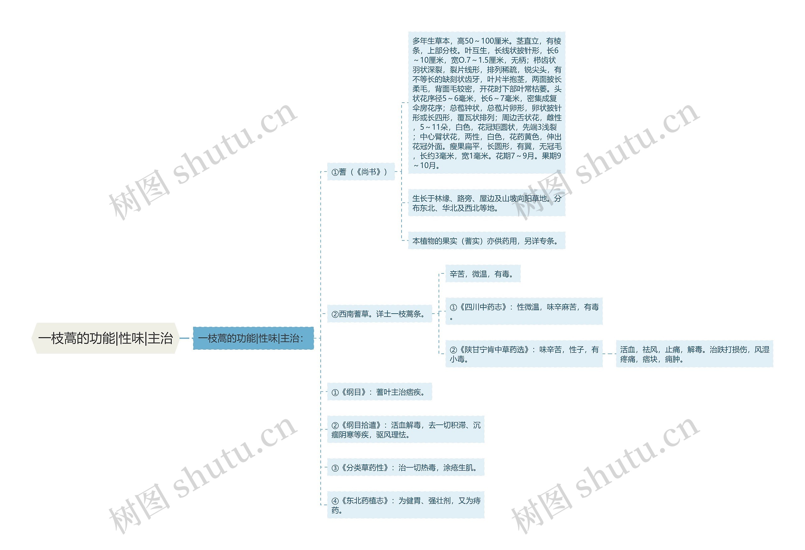 一枝蒿的功能|性味|主治思维导图