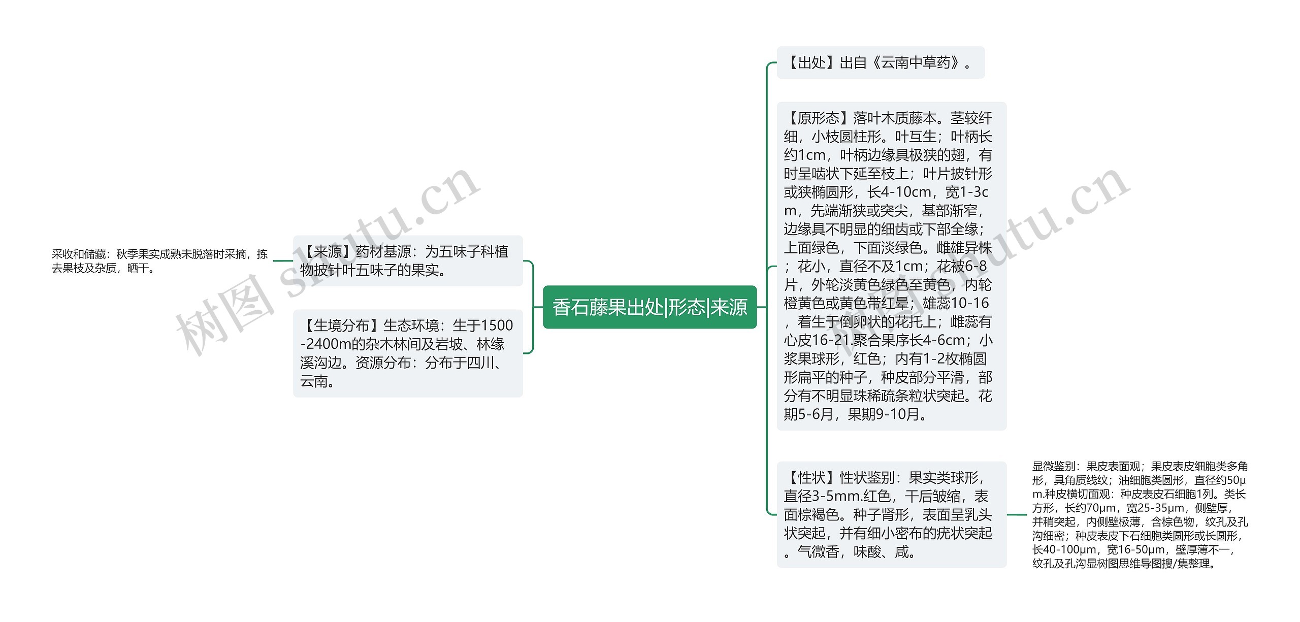 香石藤果出处|形态|来源思维导图