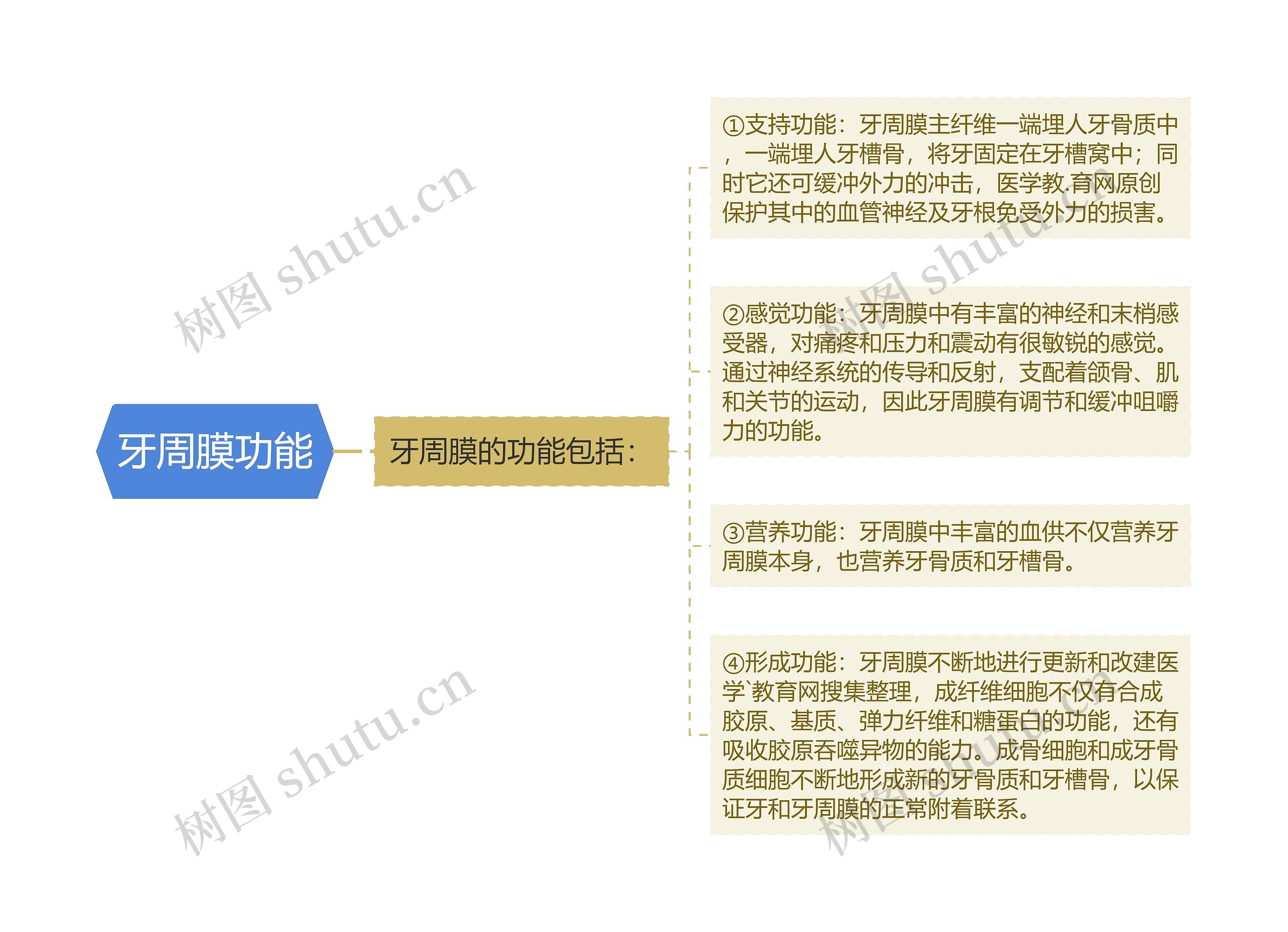 牙周膜功能思维导图