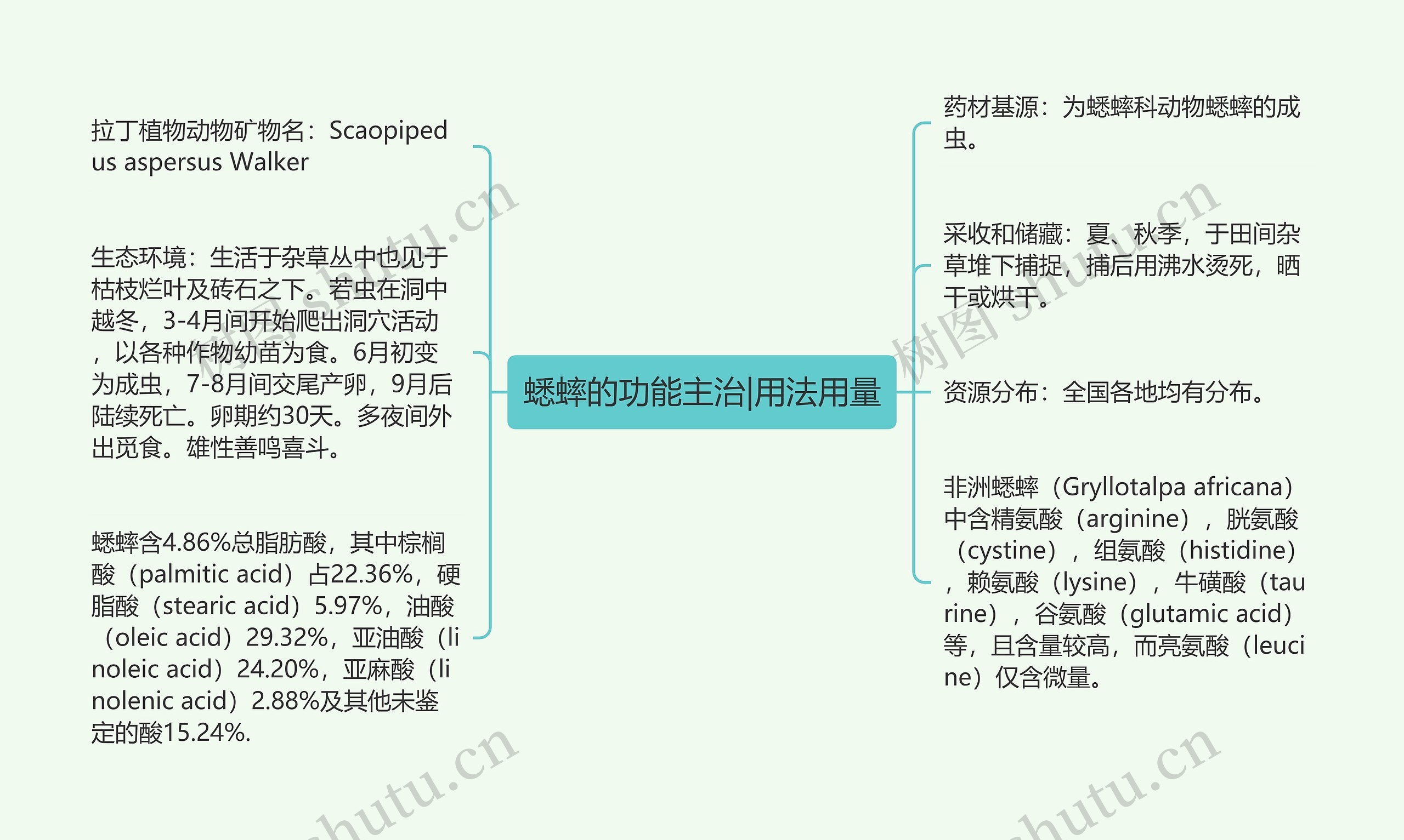 蟋蟀的功能主治|用法用量思维导图