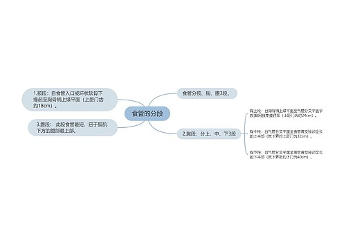 食管的分段