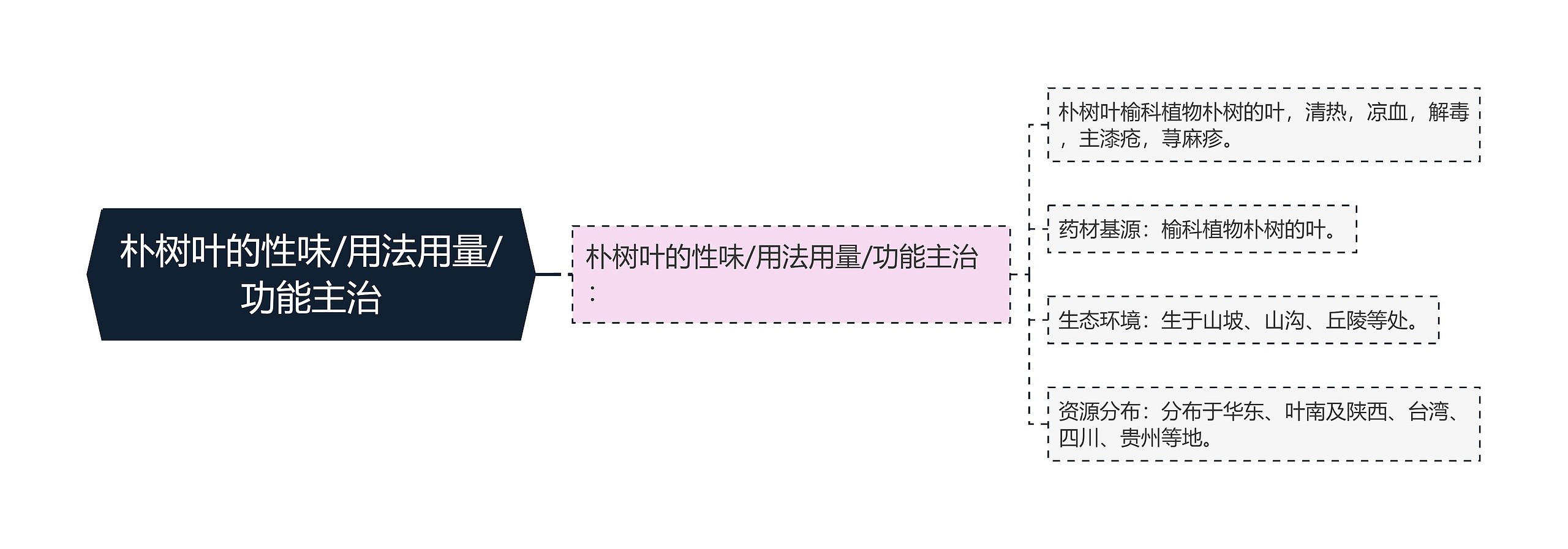 朴树叶的性味/用法用量/功能主治思维导图