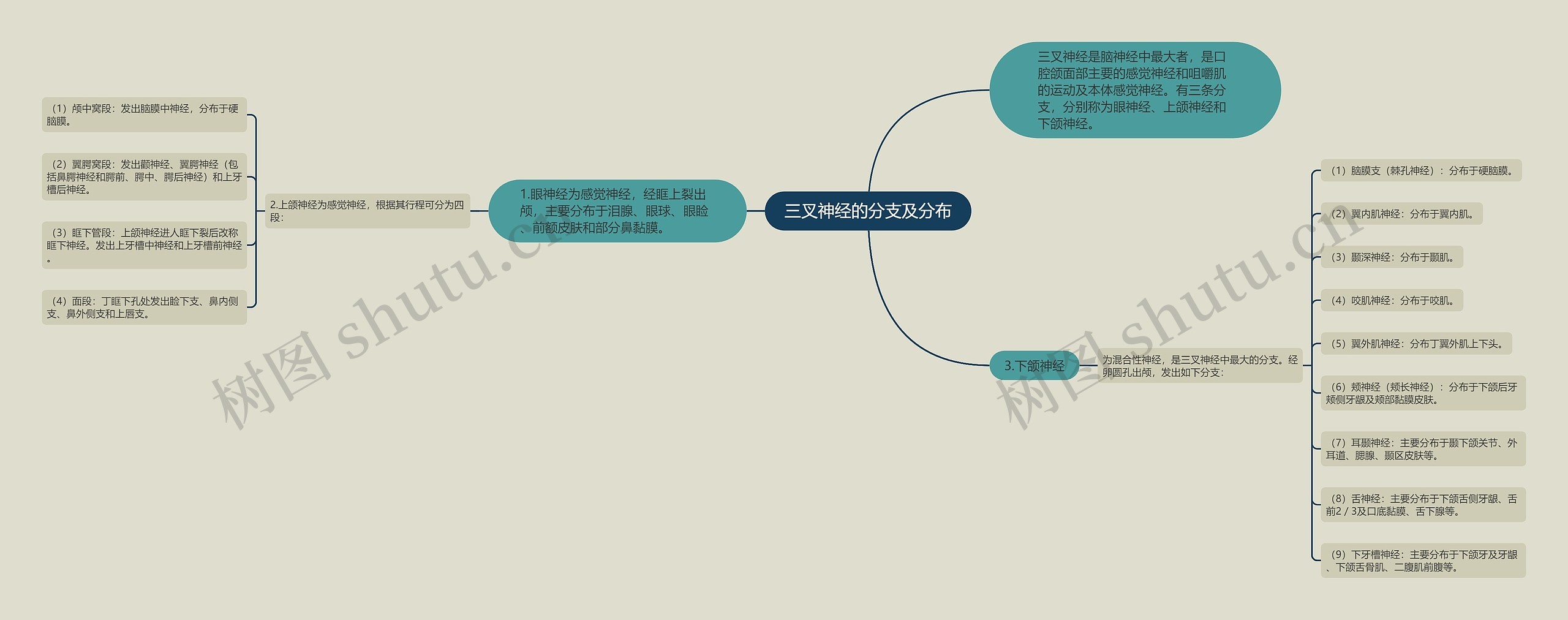 三叉神经的分支及分布