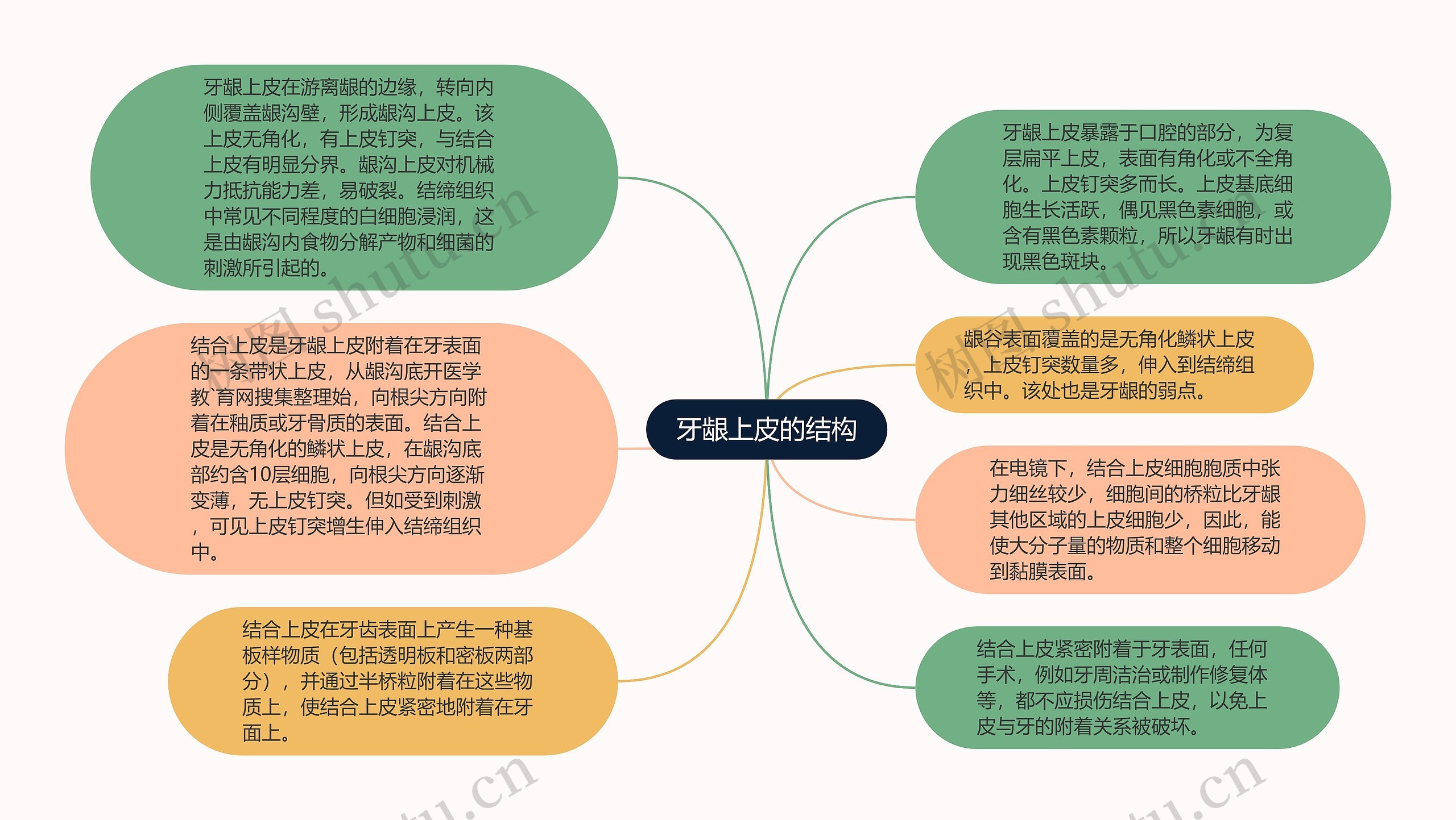 牙龈上皮的结构思维导图