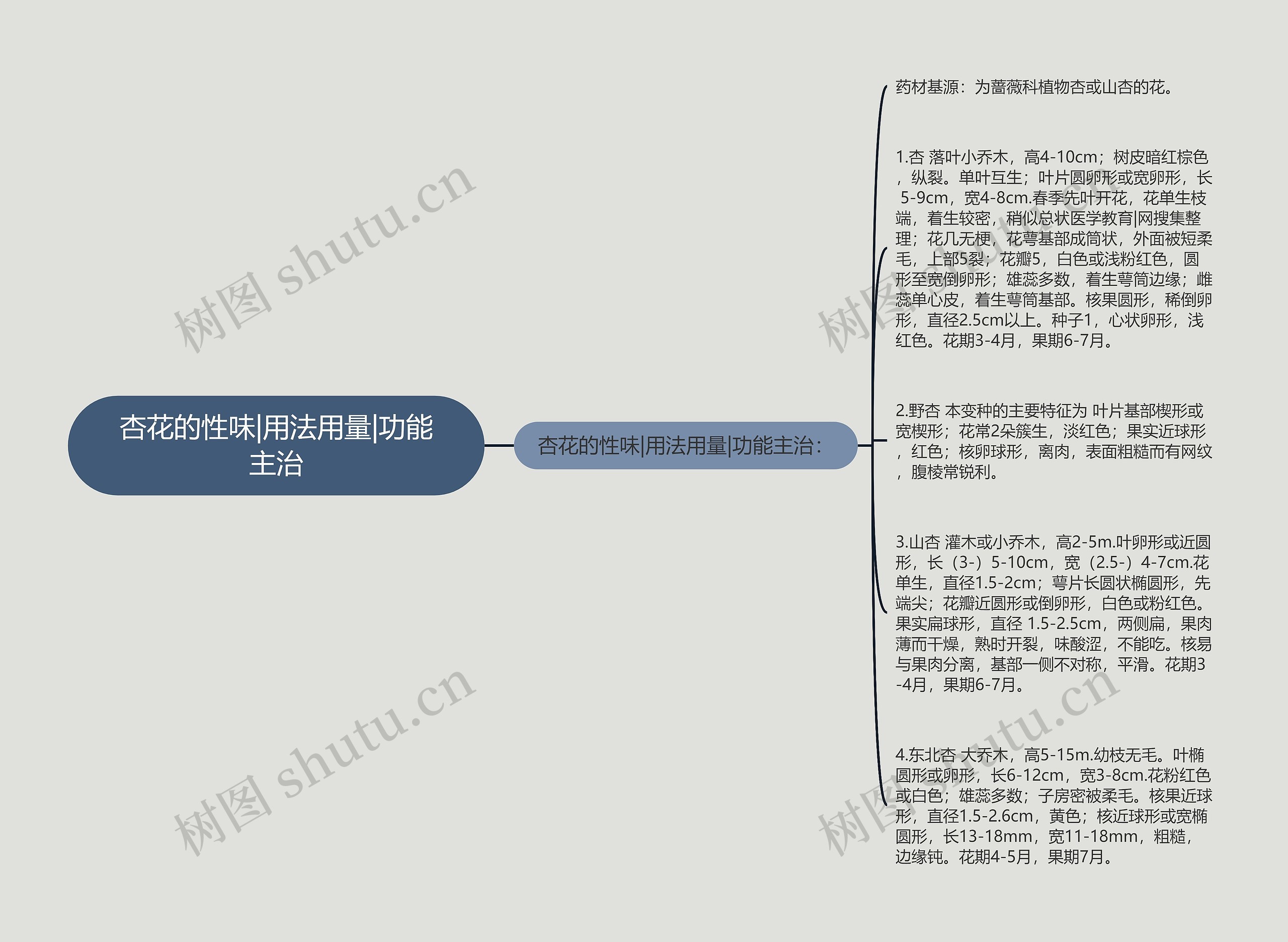 杏花的性味|用法用量|功能主治思维导图