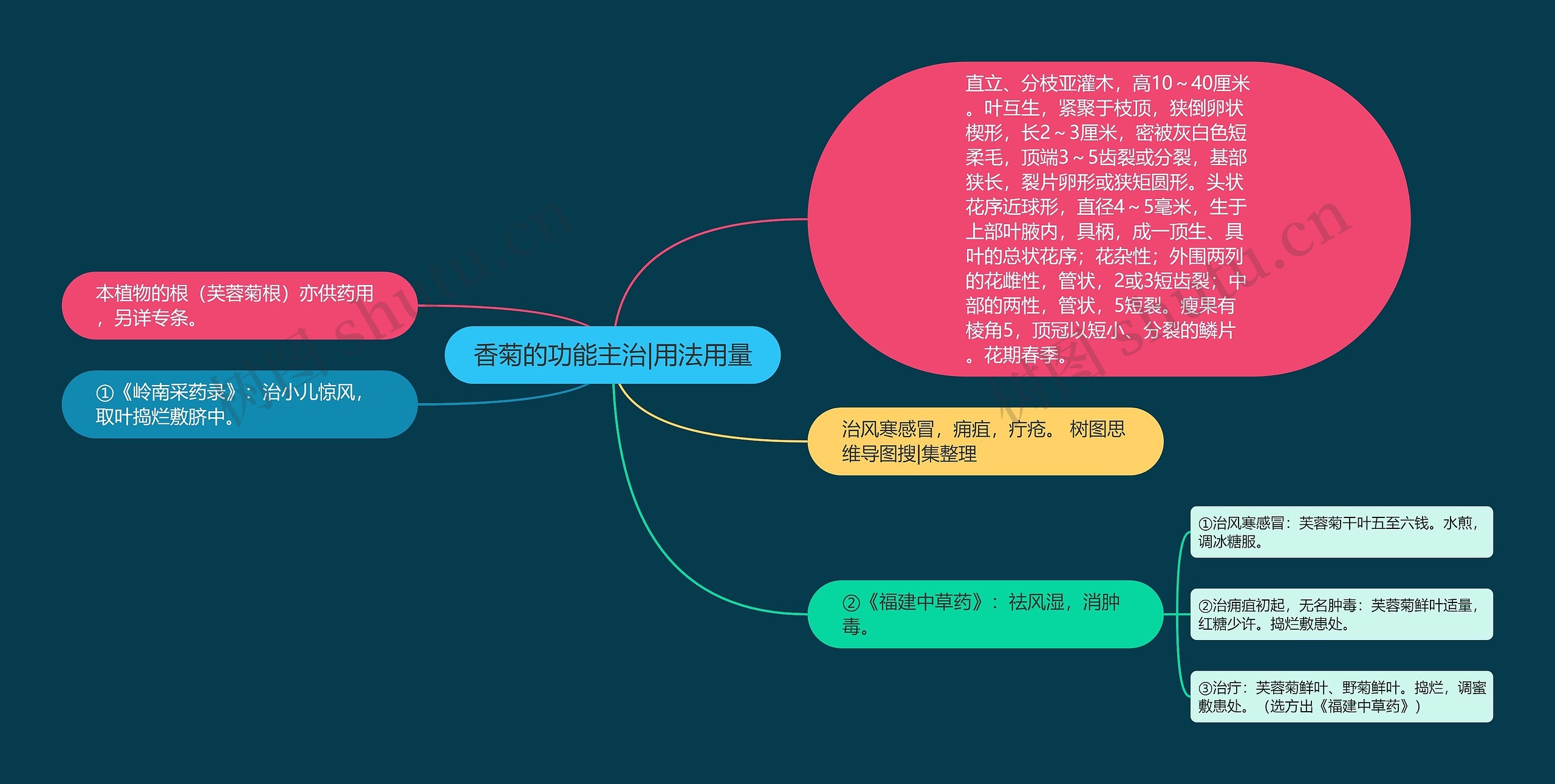 香菊的功能主治|用法用量思维导图