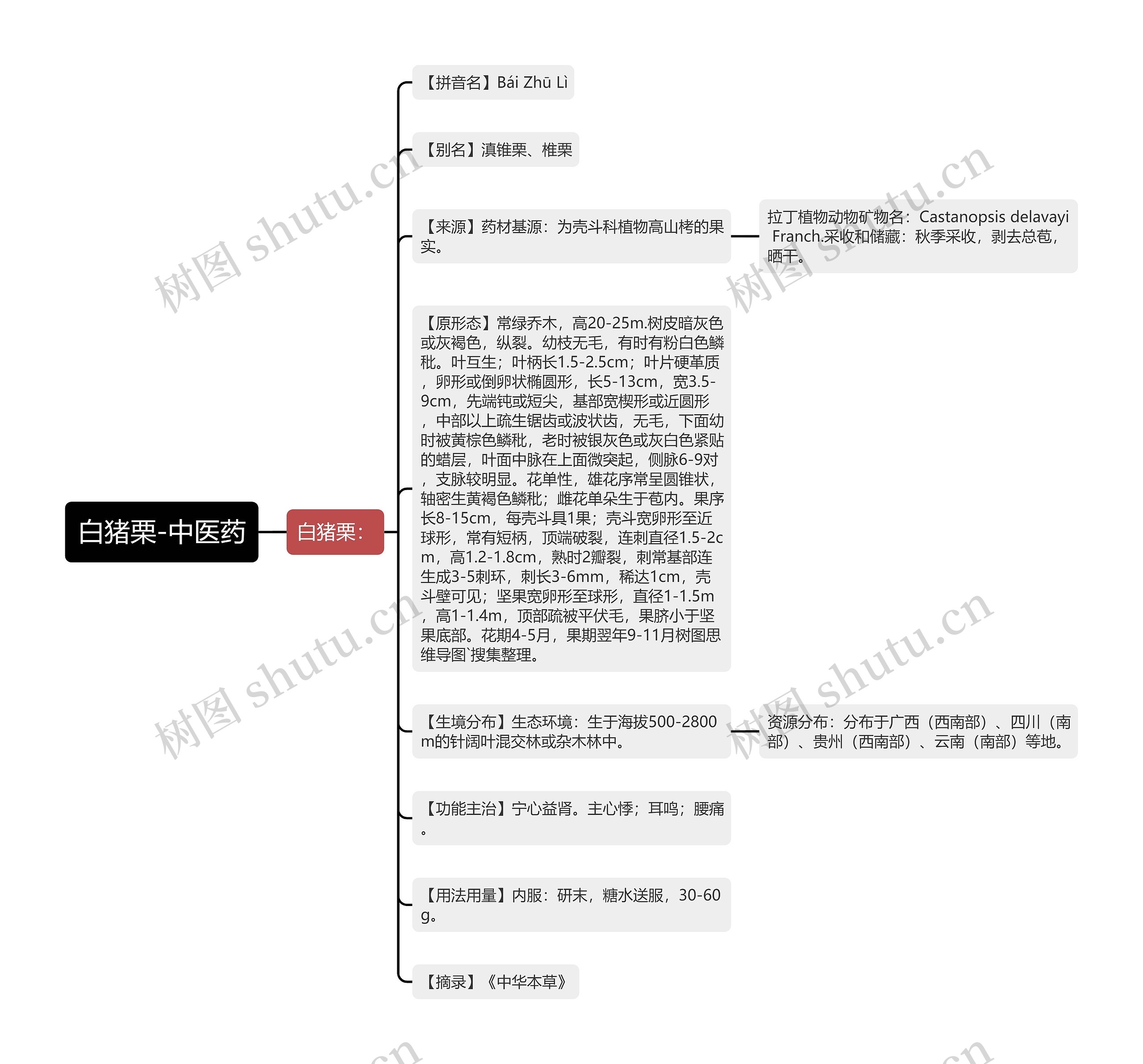 白猪栗-中医药思维导图