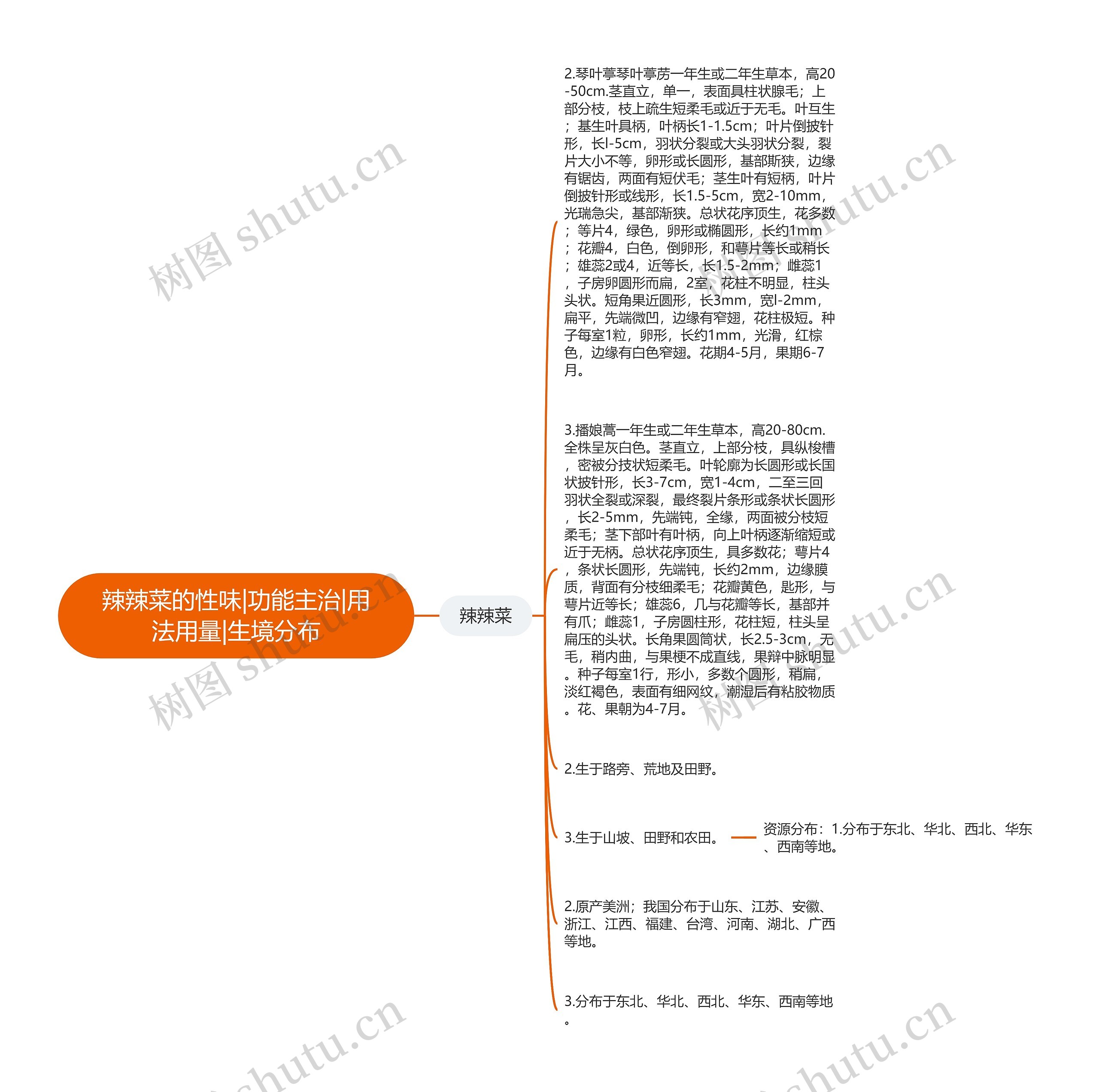 辣辣菜的性味|功能主治|用法用量|生境分布 辣辣菜的性味|功能主治|用法用量|生境分布