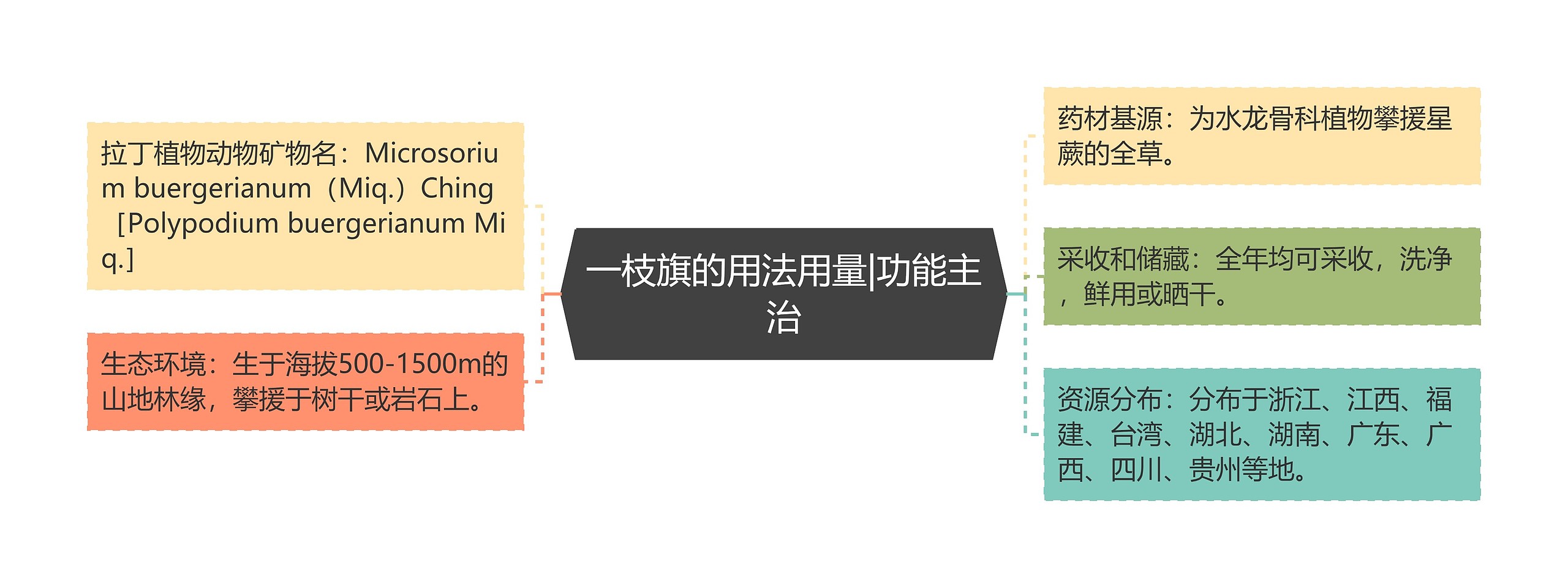 一枝旗的用法用量|功能主治