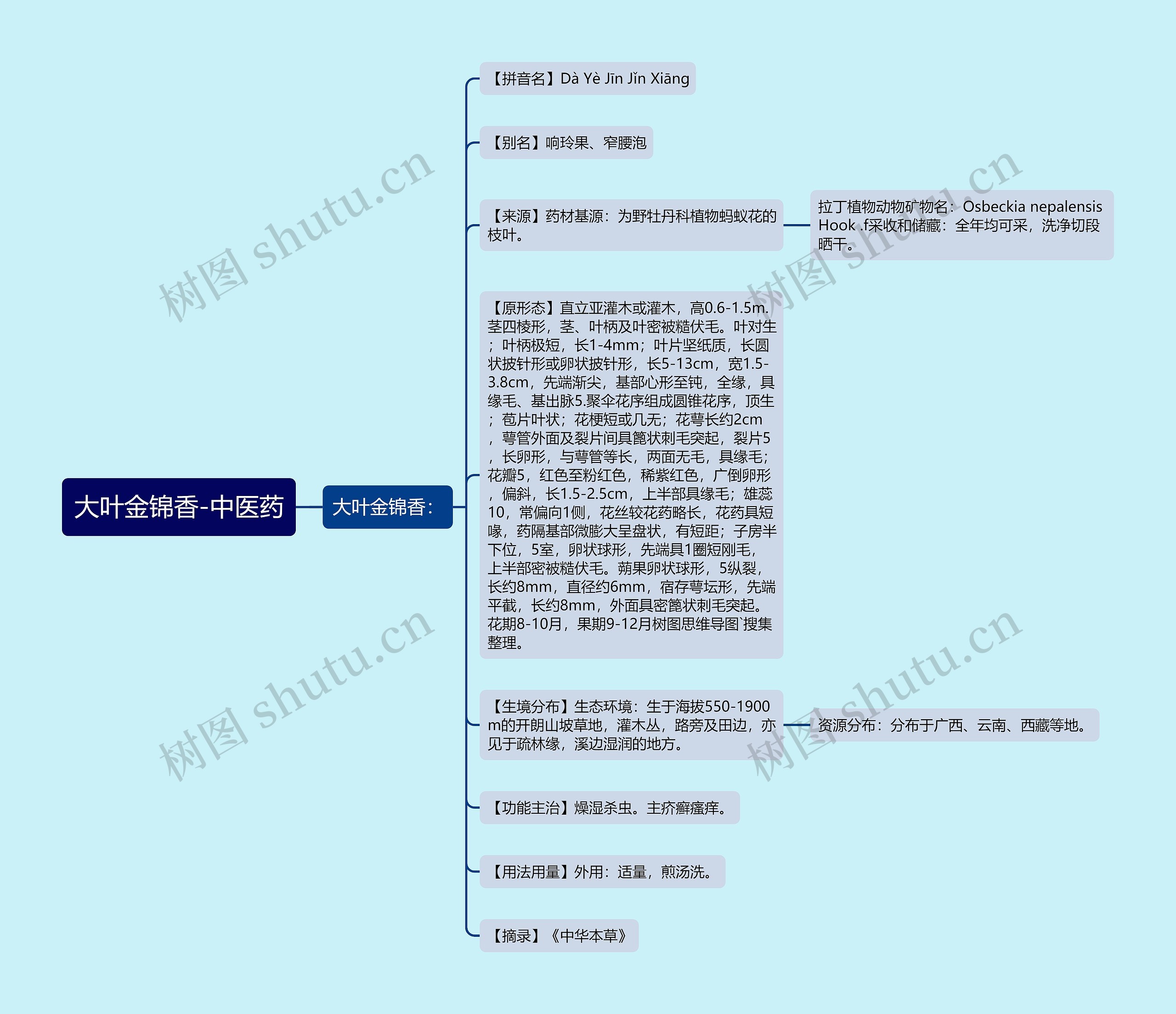 大叶金锦香-中医药 大叶金锦香-中医药