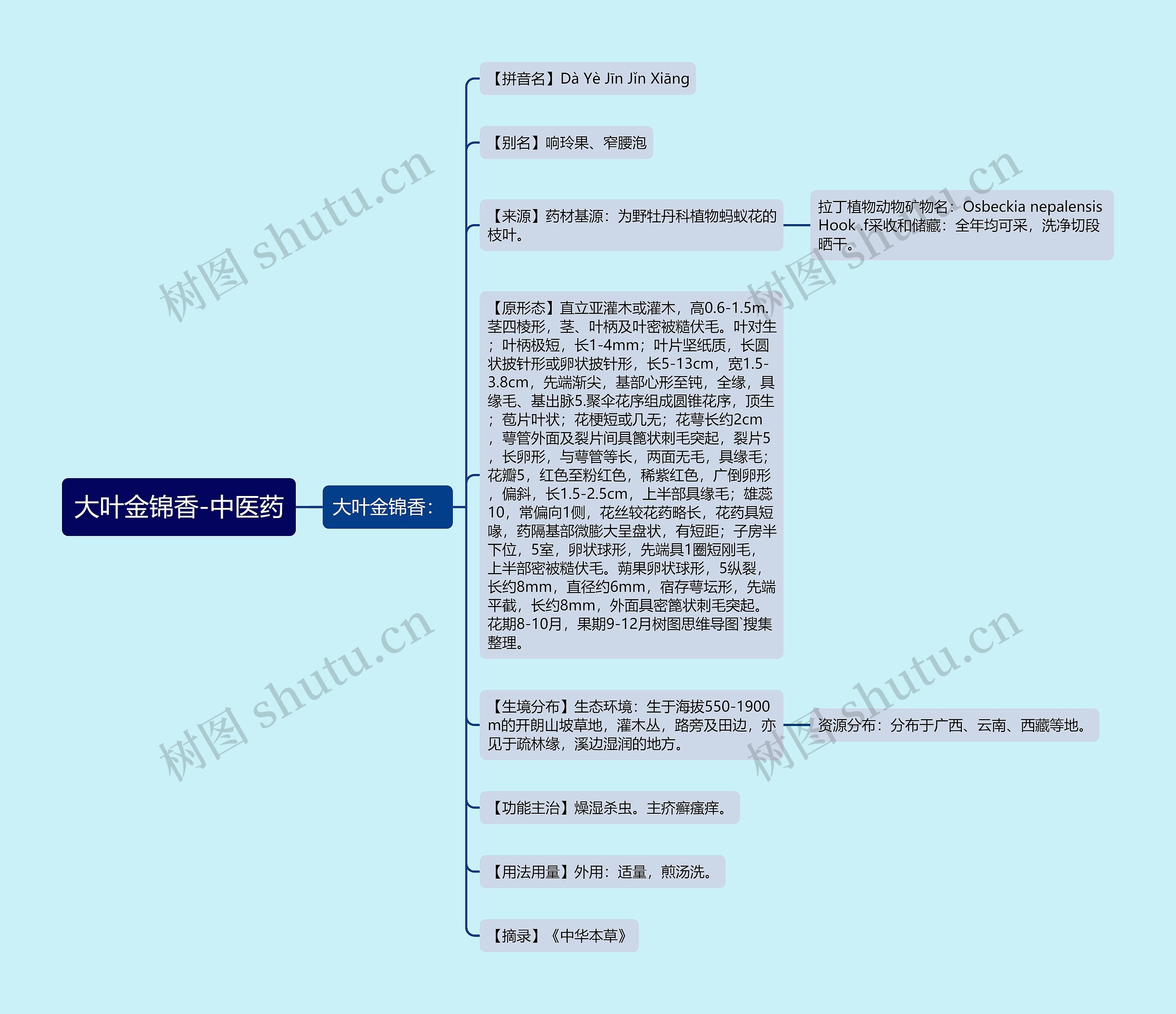 大叶金锦香-中医药思维导图
