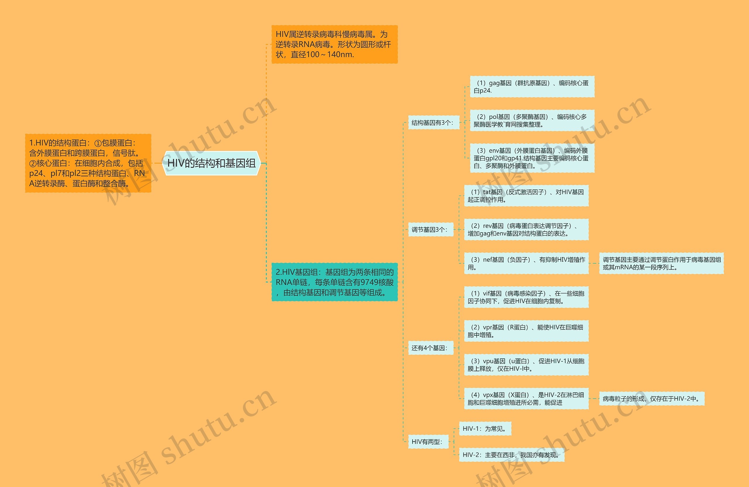 HIV的结构和基因组 HIV的结构和基因组