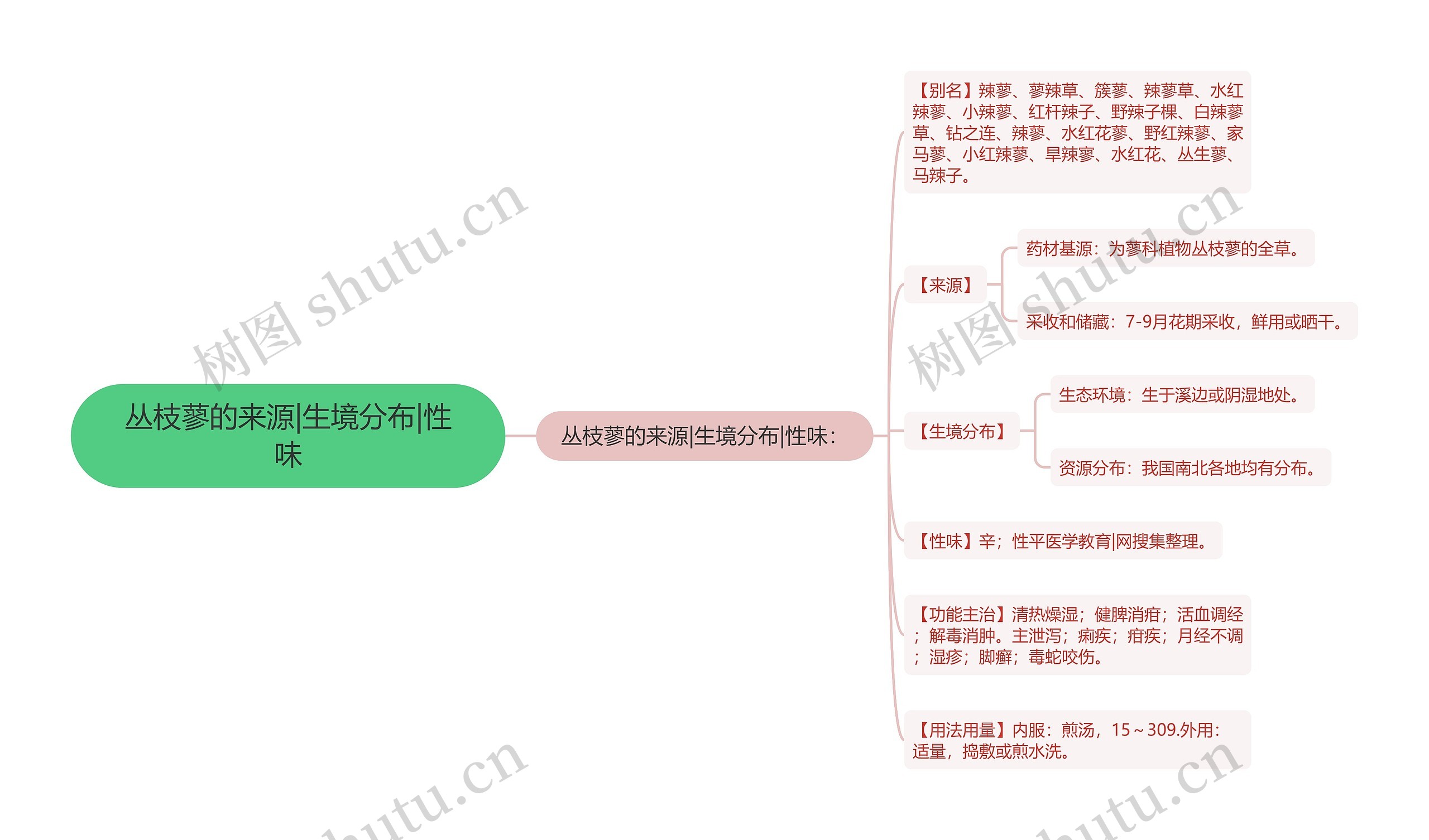 丛枝蓼的来源|生境分布|性味思维导图