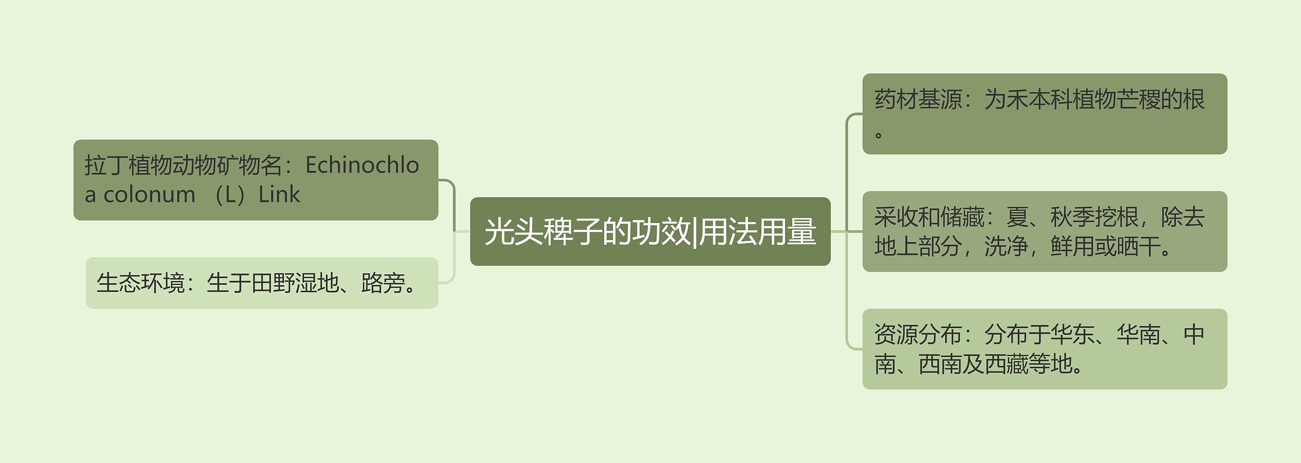 光头稗子的功效|用法用量 光头稗子的功效|用法用量