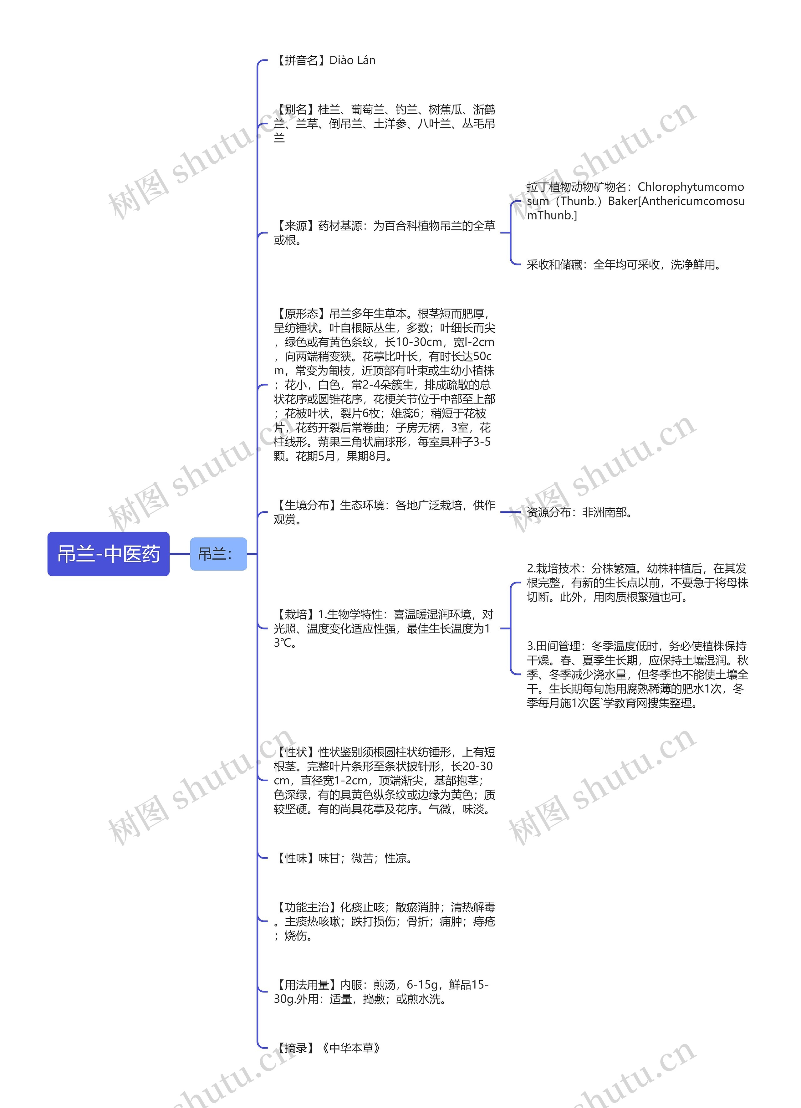 吊兰-中医药思维导图