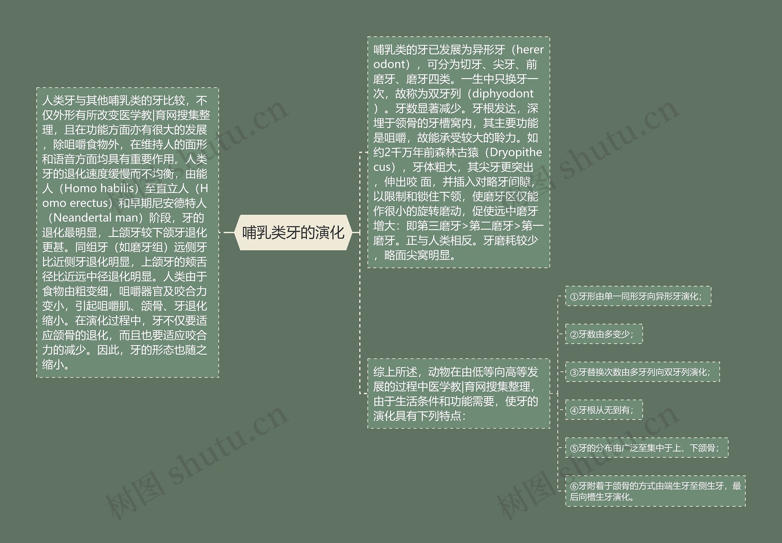 哺乳类牙的演化思维导图