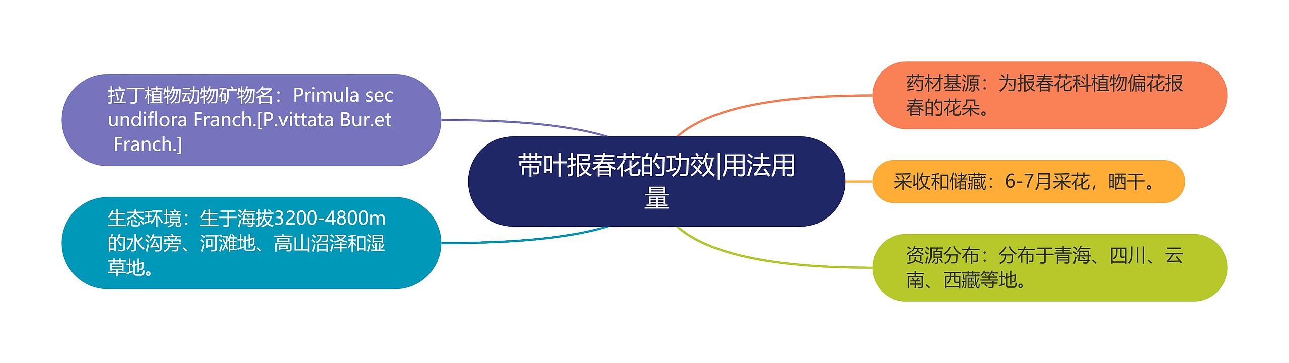 带叶报春花的功效|用法用量