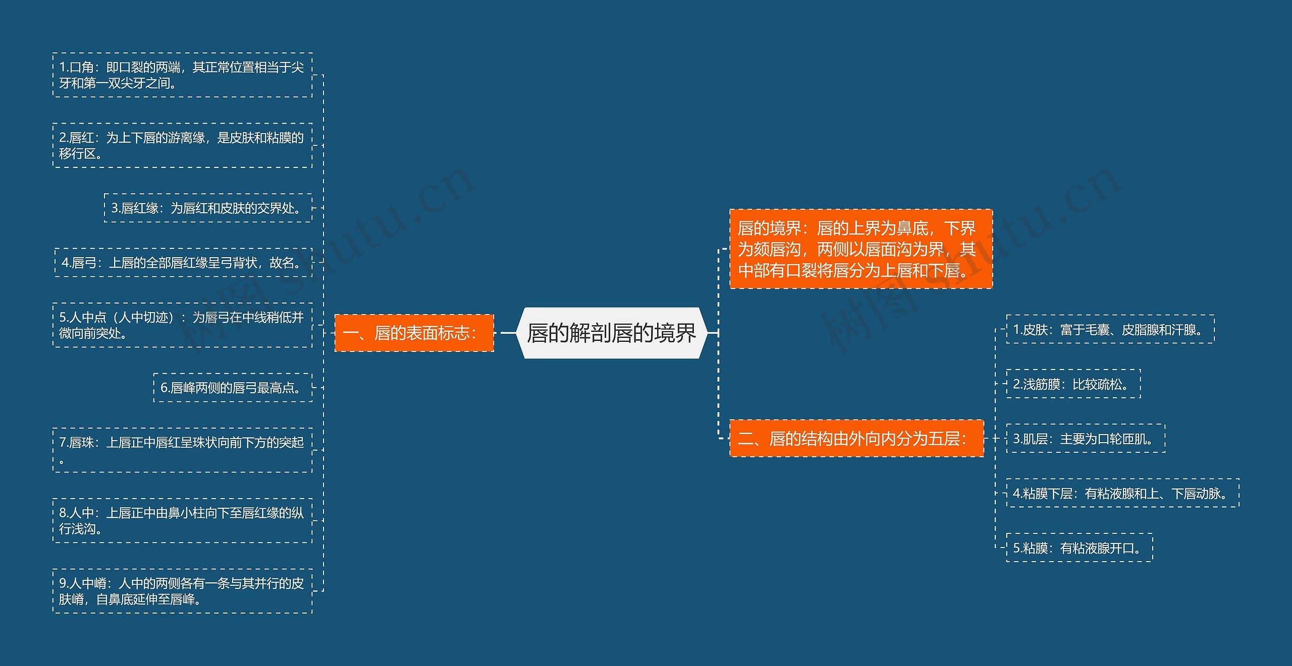唇的解剖唇的境界思维导图